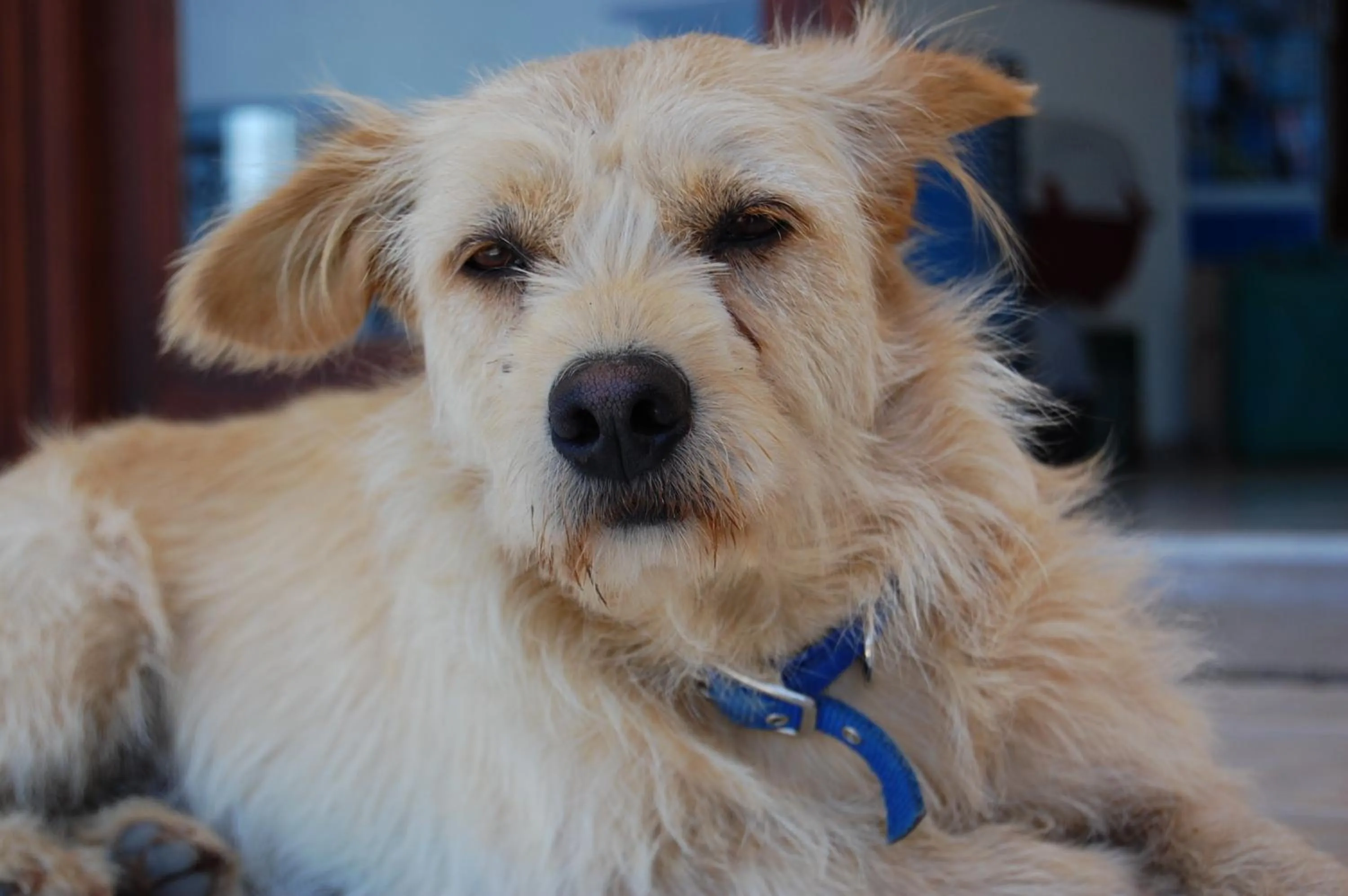 Animals in Zante Palace