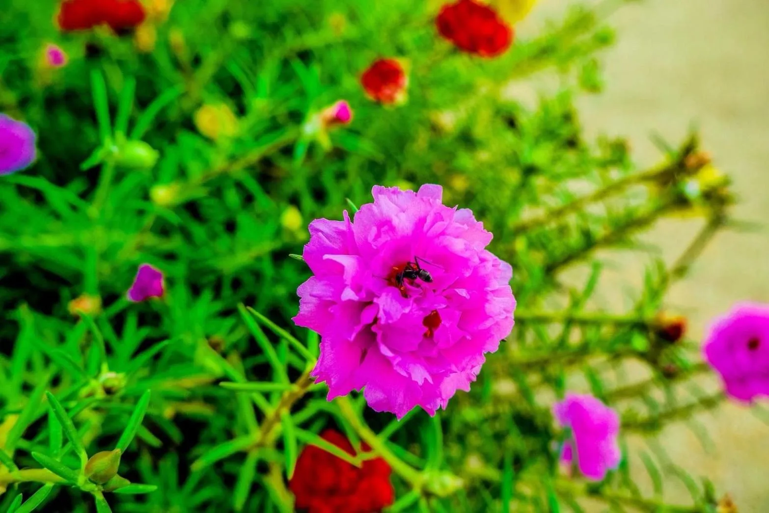 Garden in Zama Resort Koh Phangan