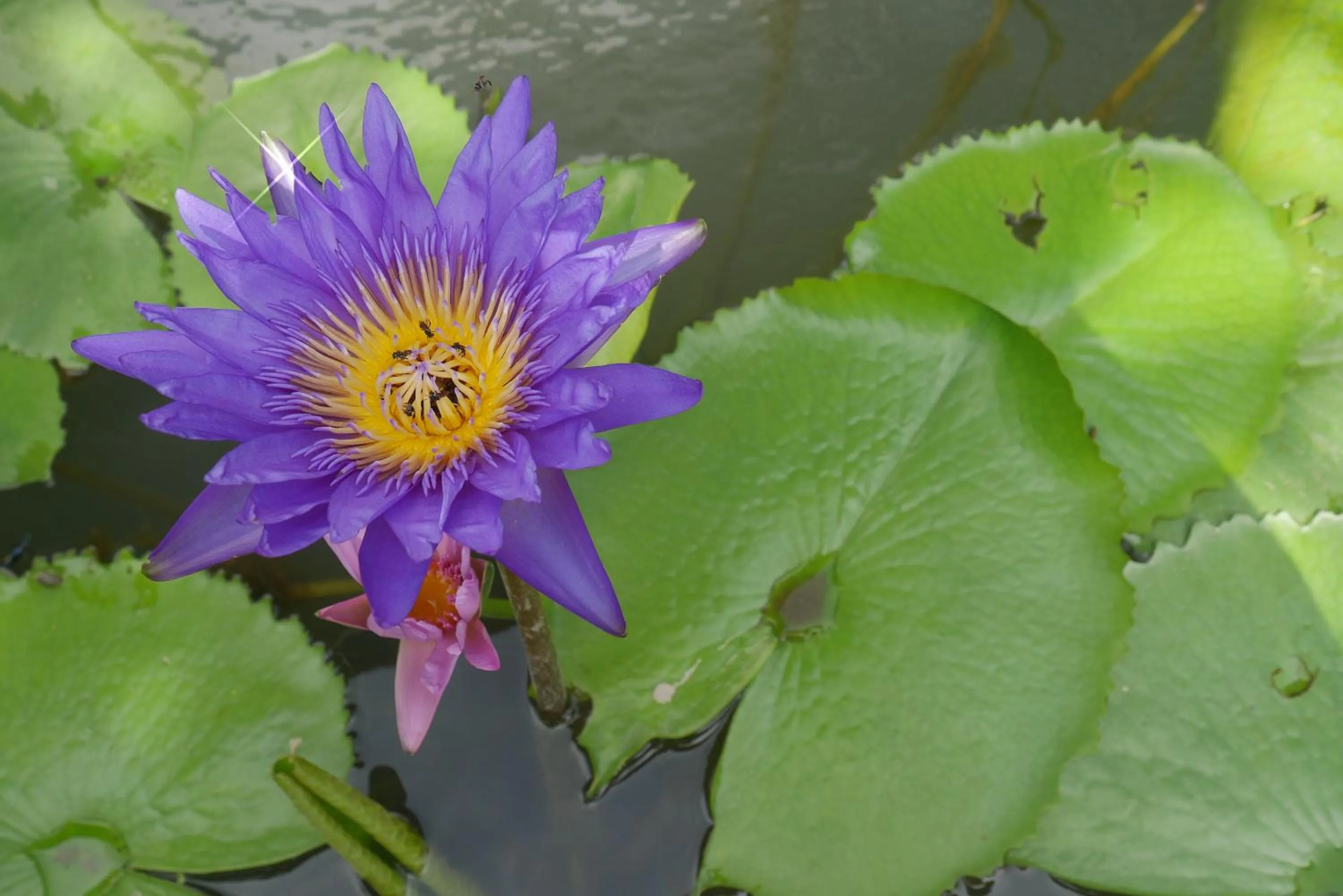 Facade/entrance in Zama Resort Koh Phangan
