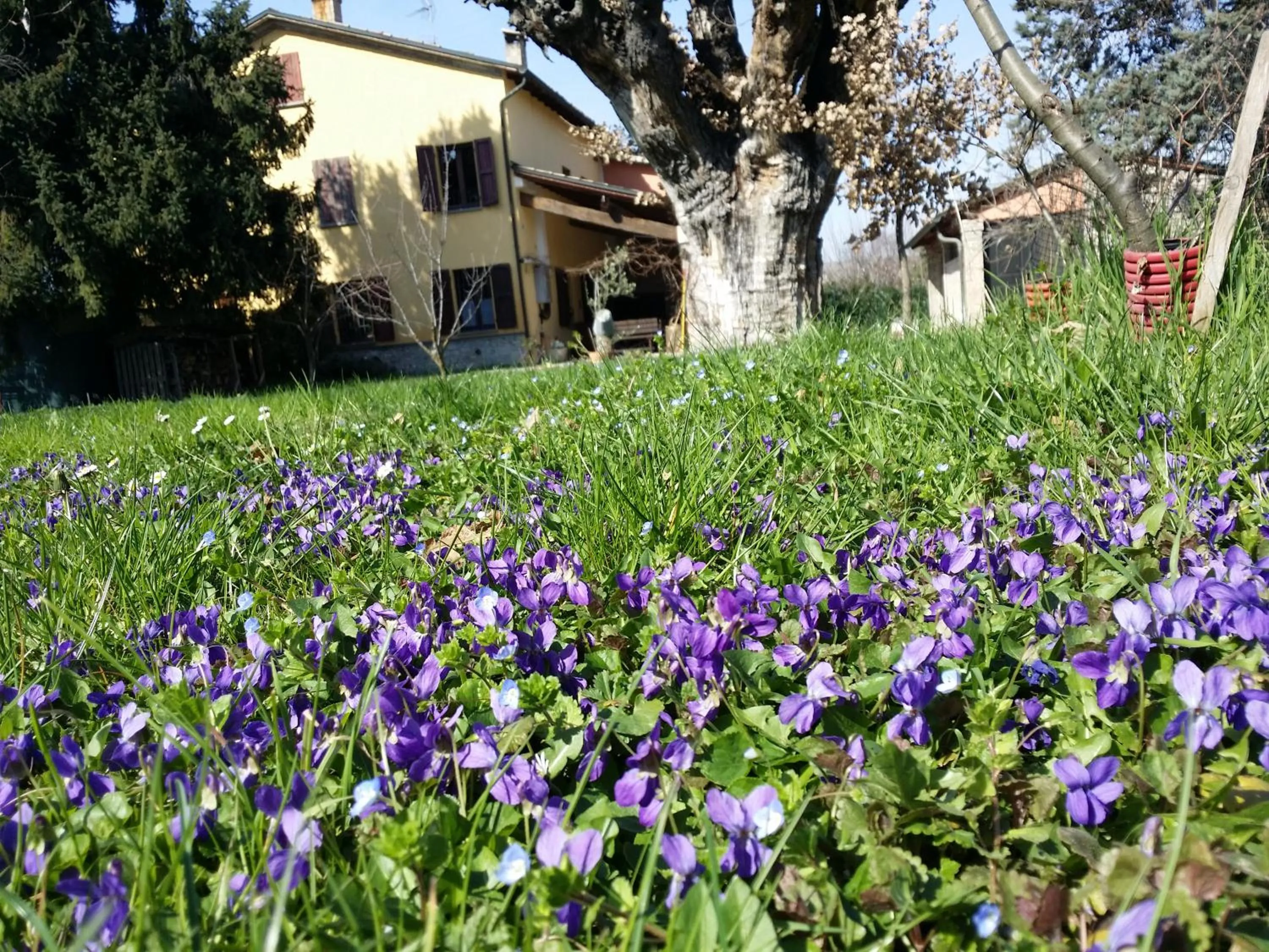 Property building in R&B Albero Cavo Parma