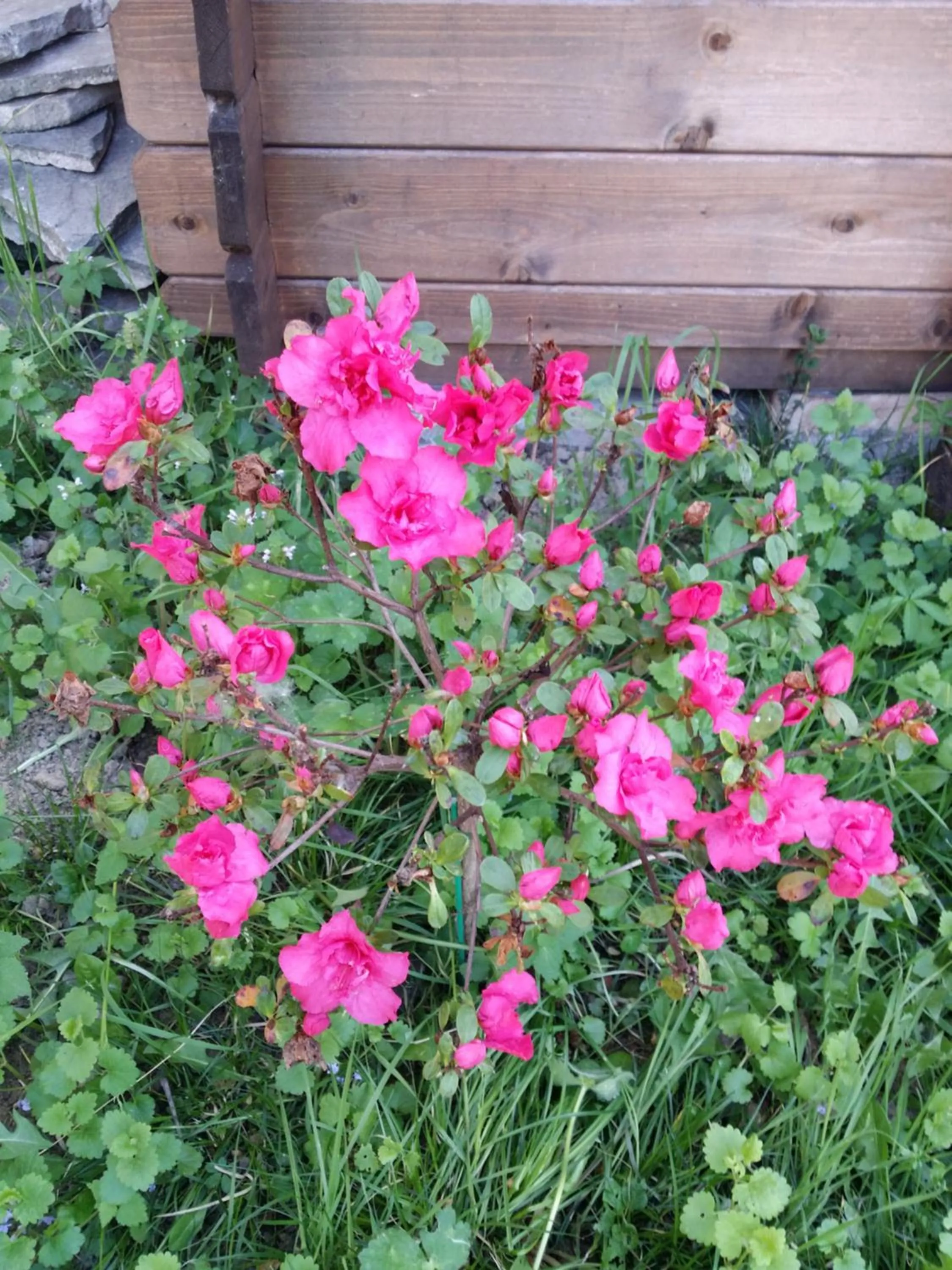 Garden in R&B Albero Cavo Parma