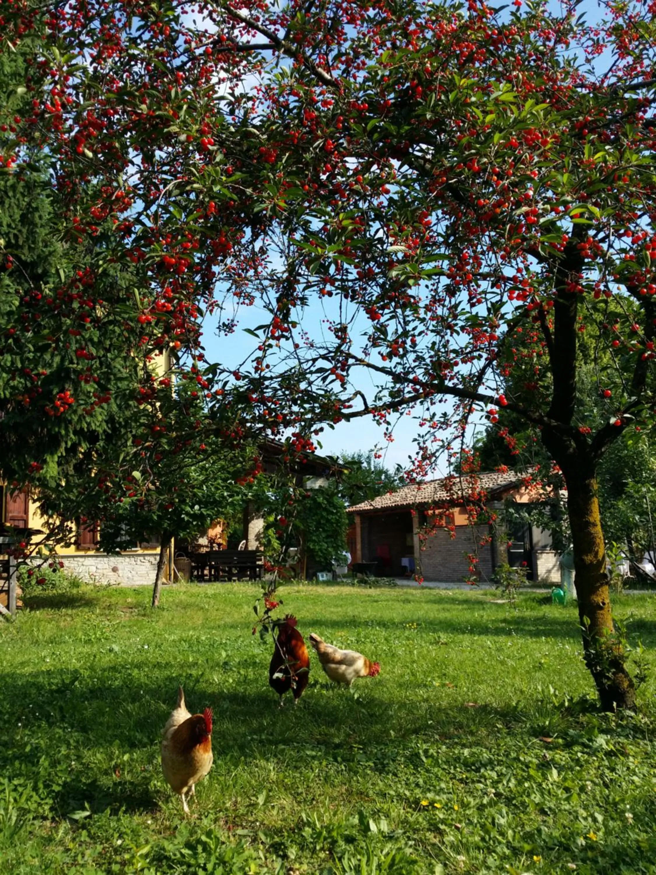 Garden view in R&B Albero Cavo Parma