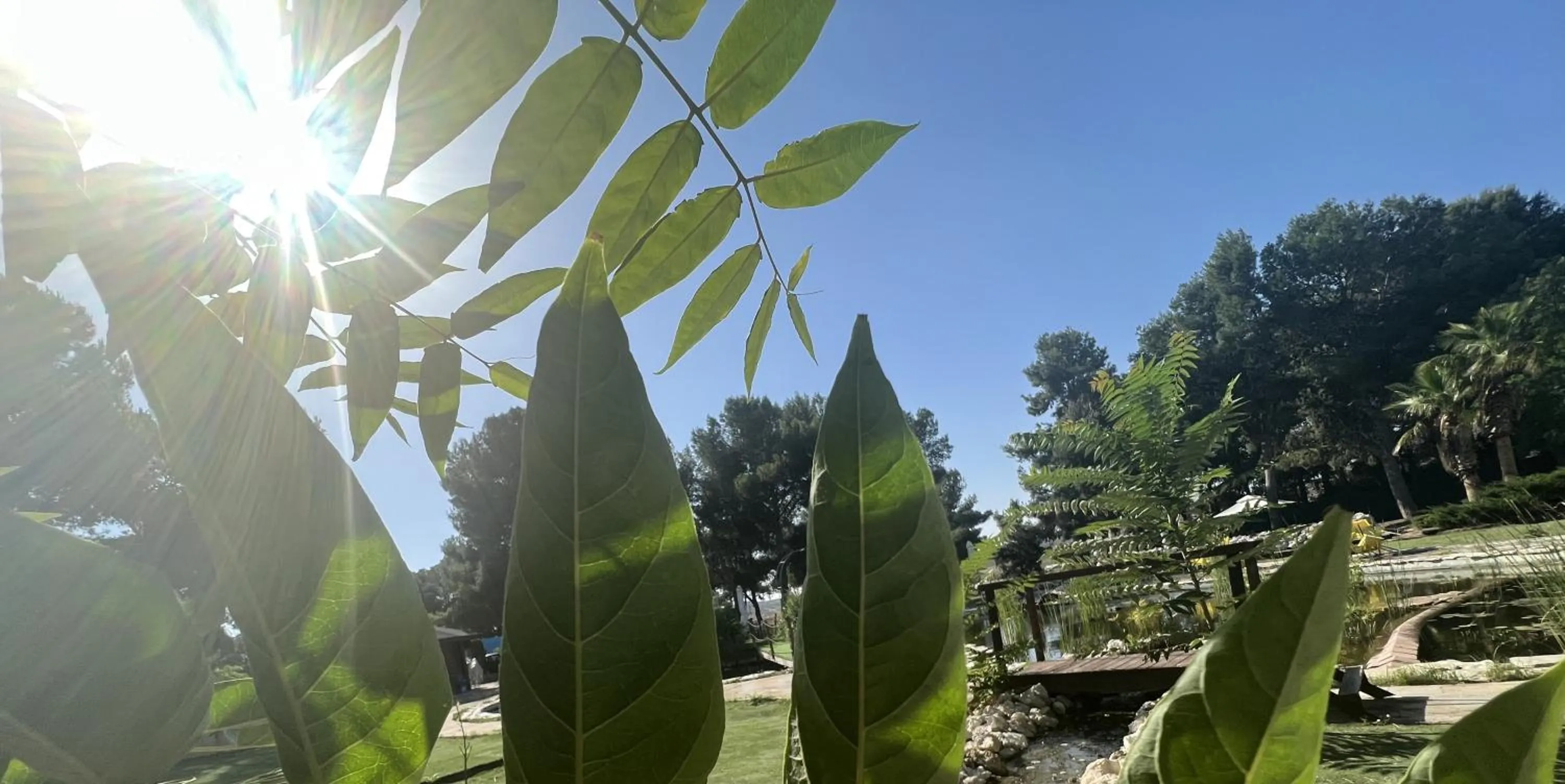 Garden in Hotel El Cisne