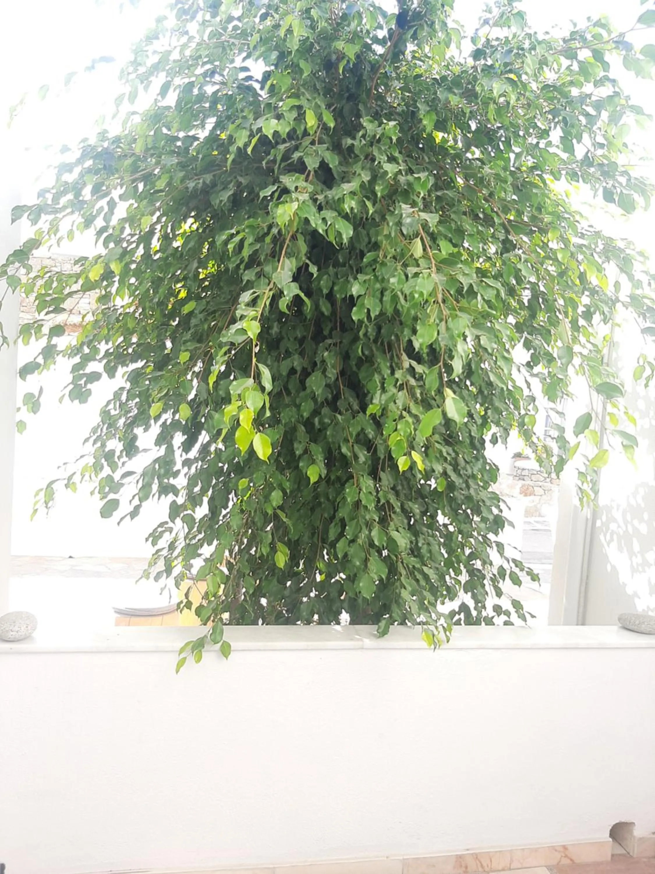 Patio in Asteri Hotel