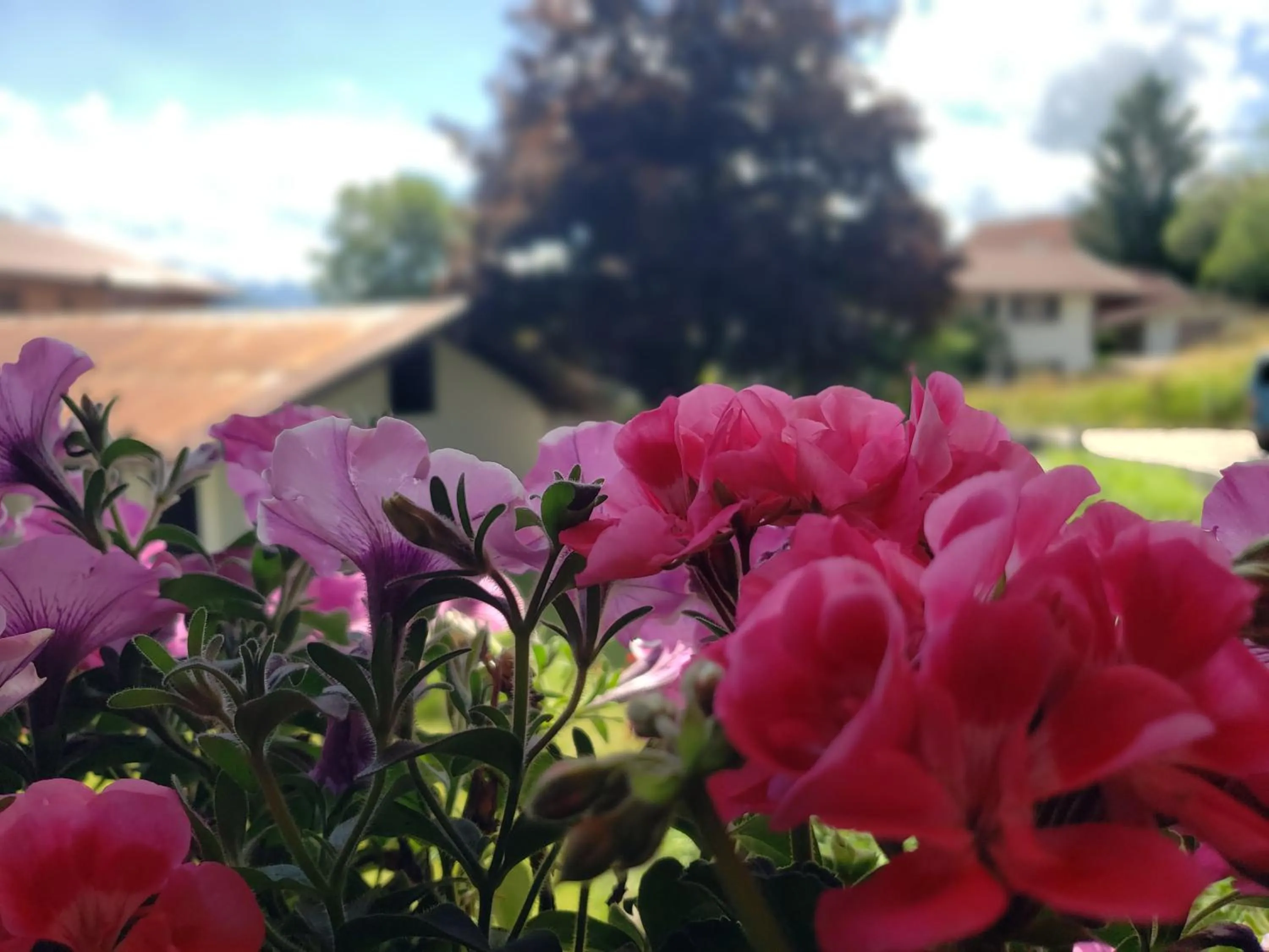 View (from property/room) in Haus Zauner