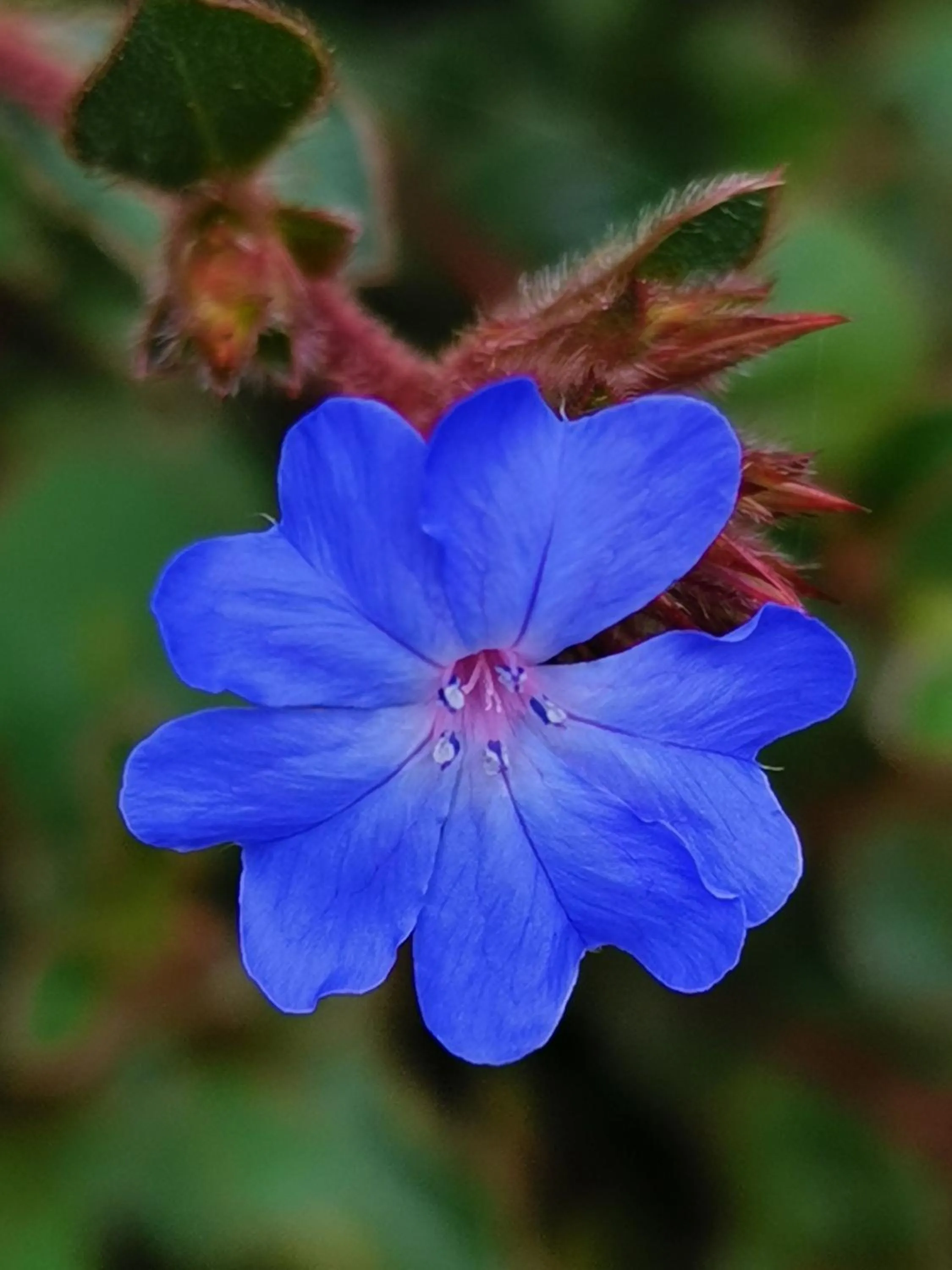 Garden in 50 Galena Affordable Luxury