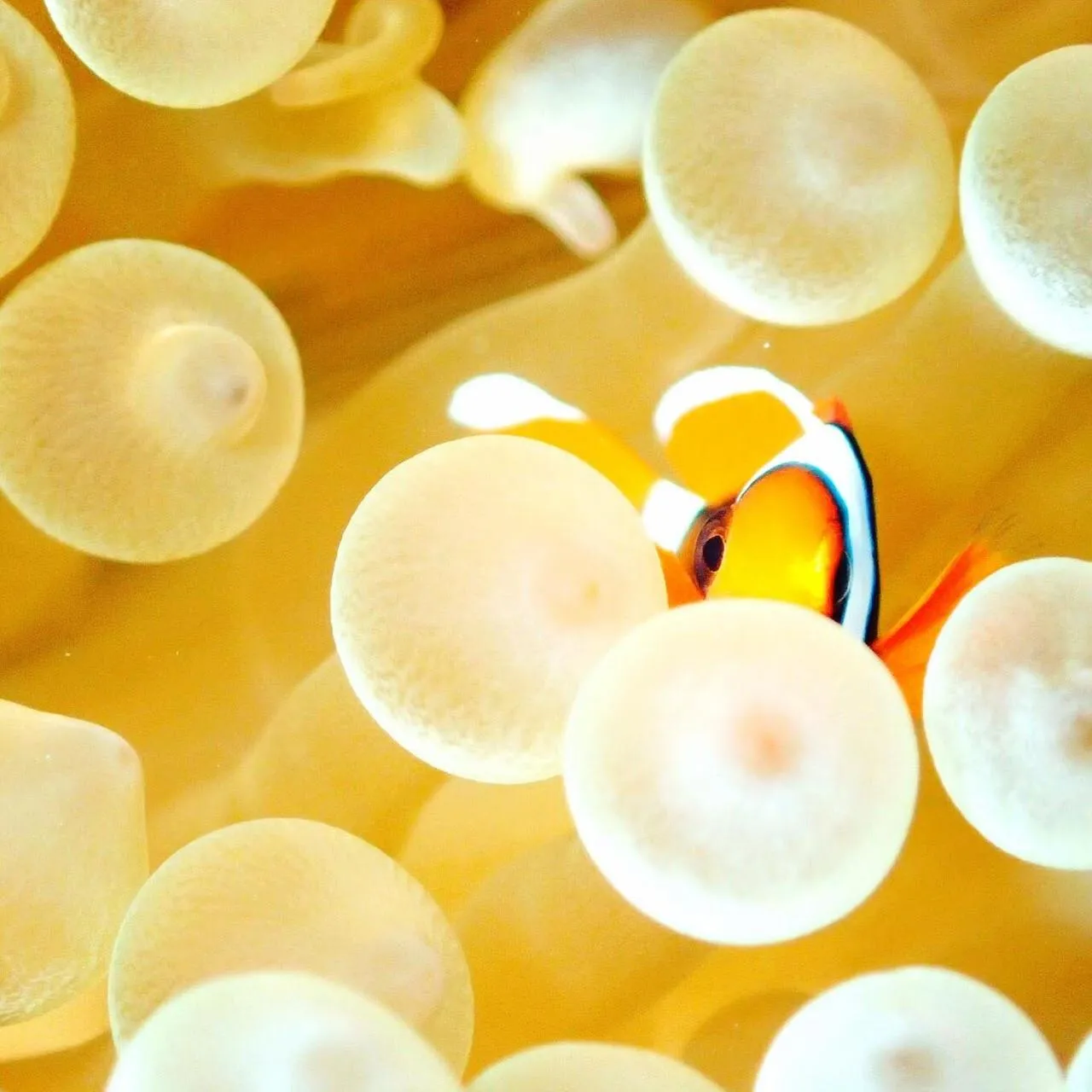 Diving in Ocean Front Miyakojima