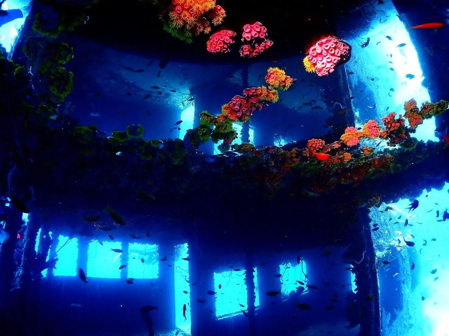 Diving in Ocean Front Miyakojima