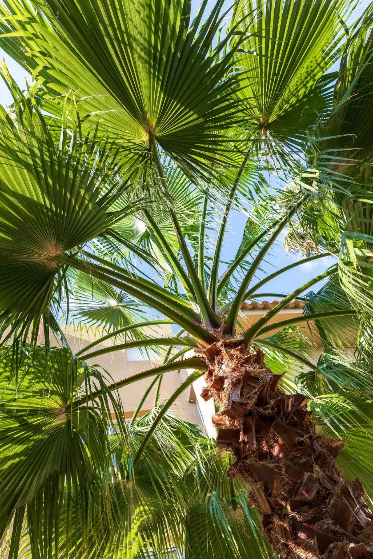 Garden in Résidence Marina Bianca