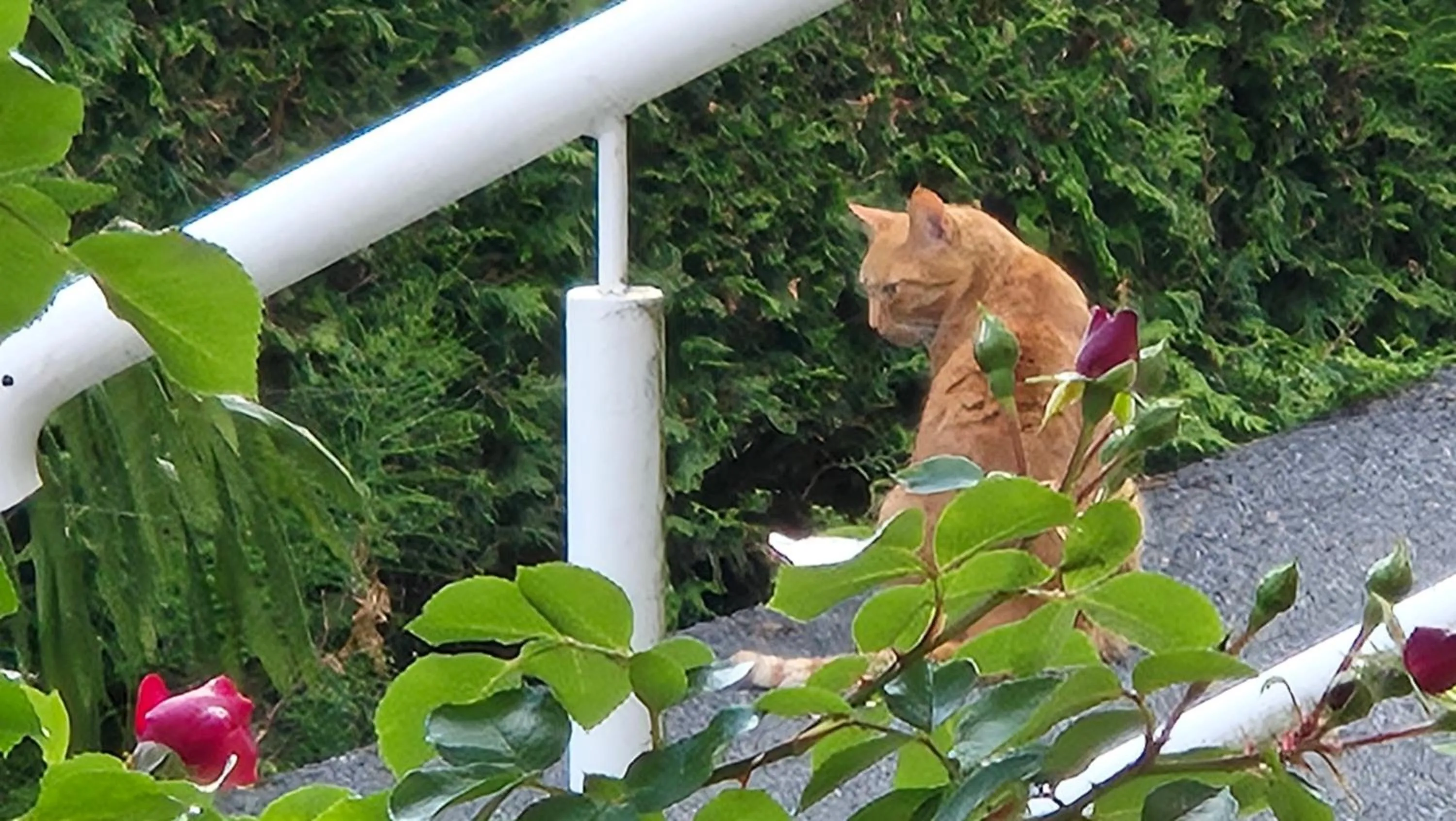 Haus Kraller-Urlaub mit Seeblick