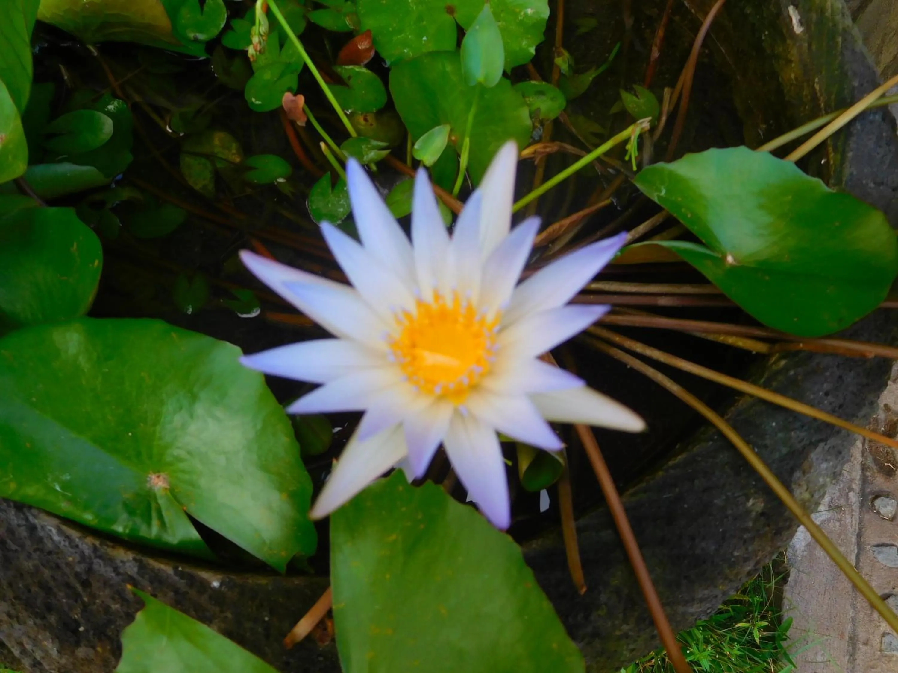 Garden view in TEGAL SARI, Pemuteran- North Bali