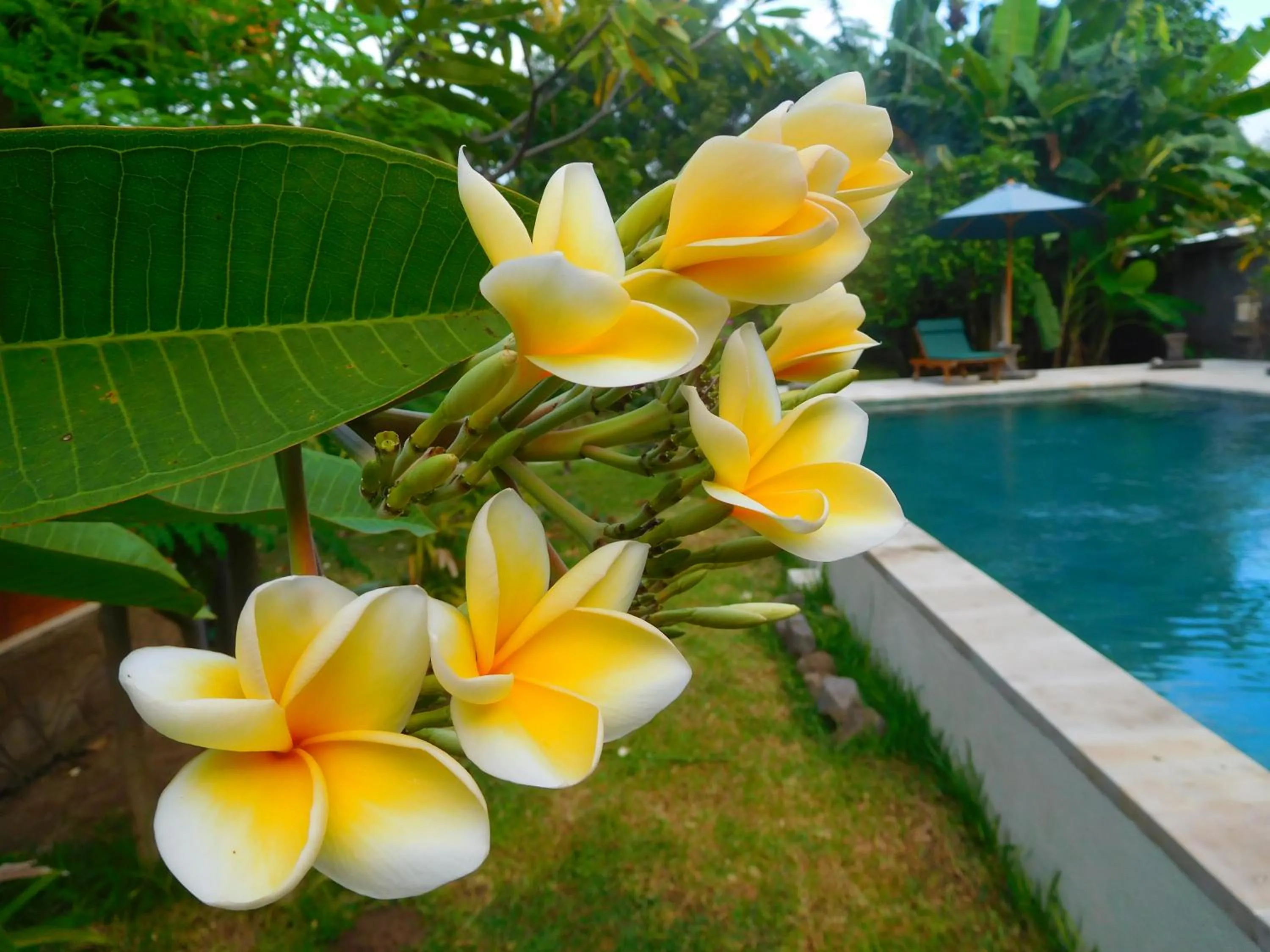 Garden in TEGAL SARI, Pemuteran- North Bali