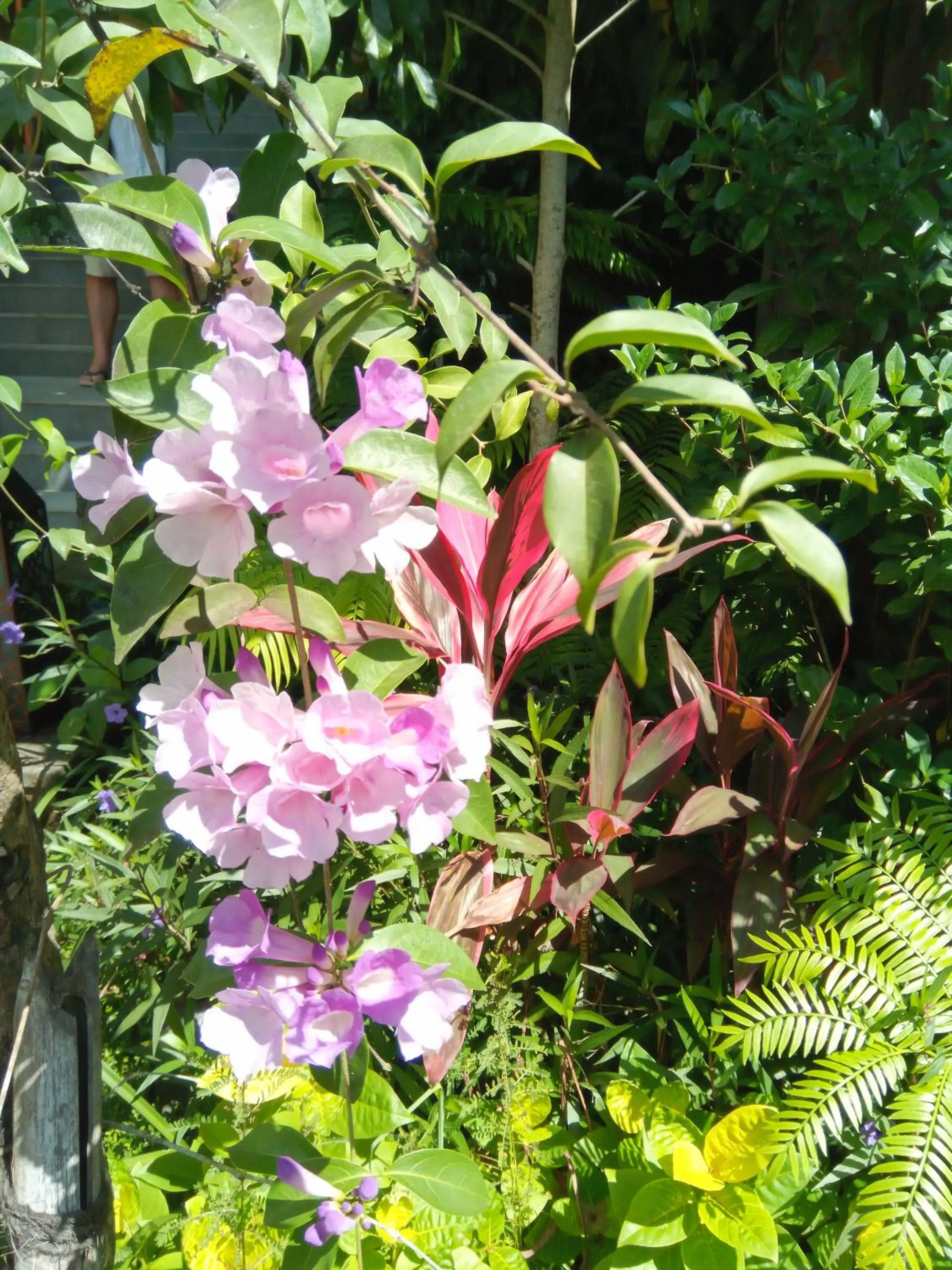 Natural landscape in TEGAL SARI, Pemuteran- North Bali