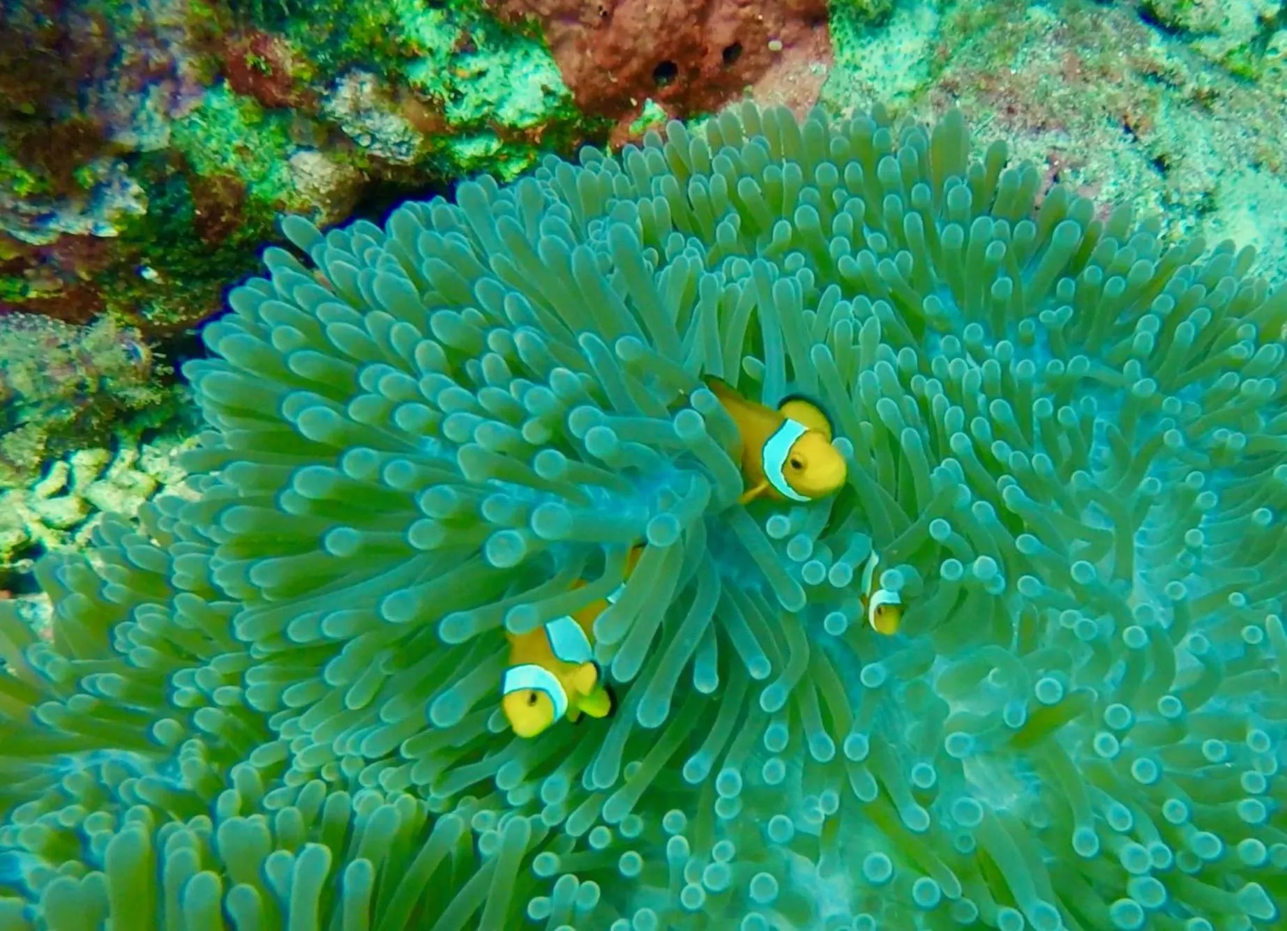 Diving in TEGAL SARI, Pemuteran- North Bali