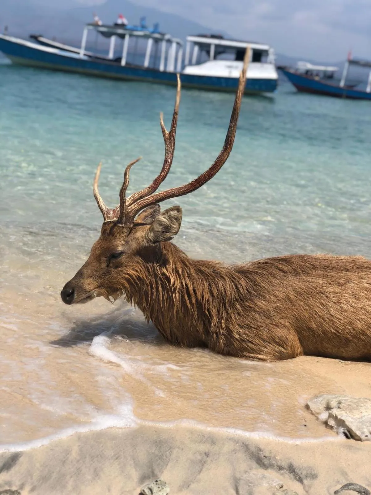 Animals in TEGAL SARI, Pemuteran- North Bali
