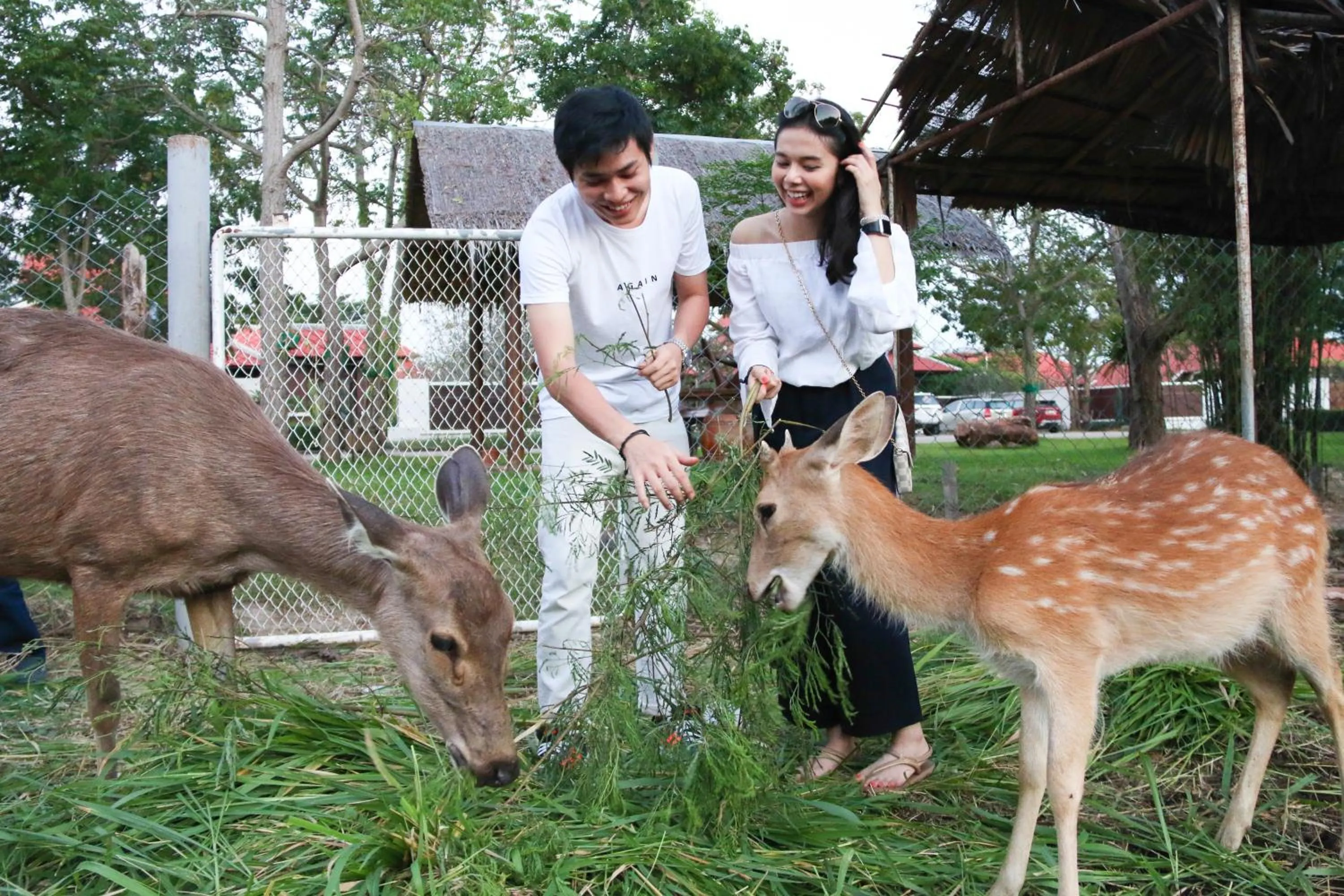 Animals in Sirarun Resort
