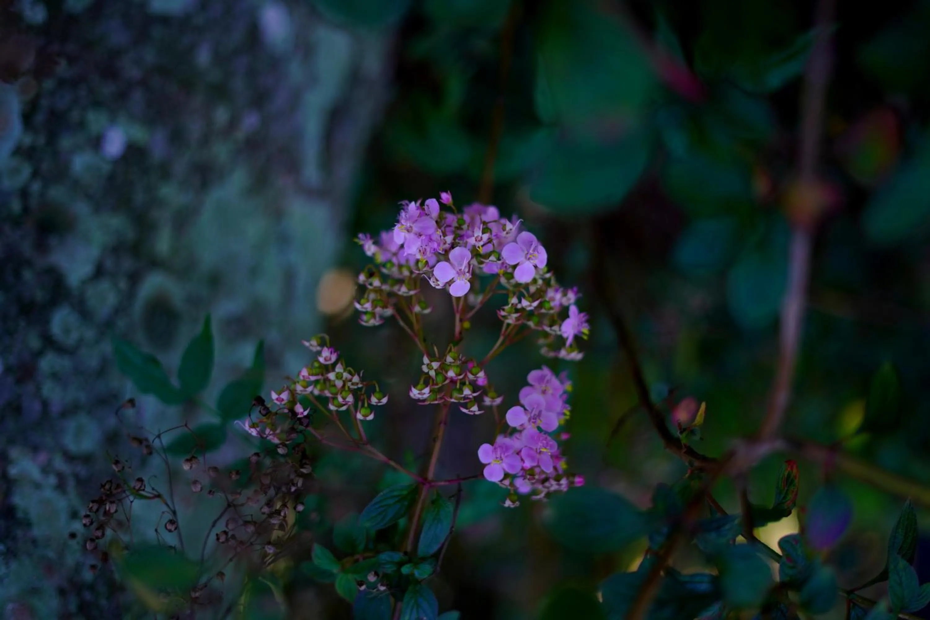 Garden in Bandarawela Hotel