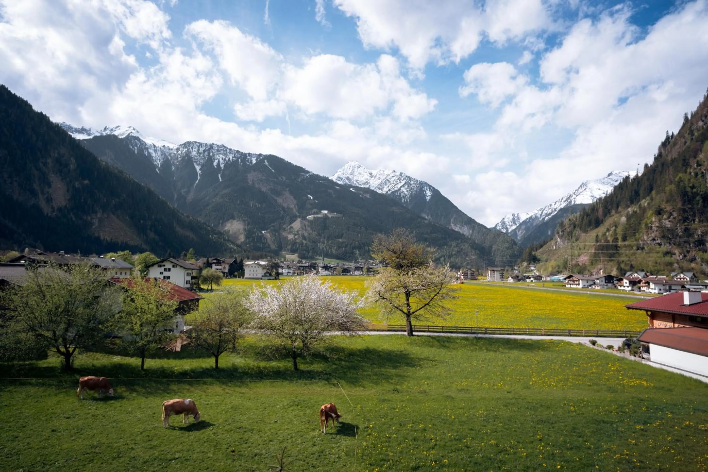 View (from property/room) in Apart-Garni Innerwiesn