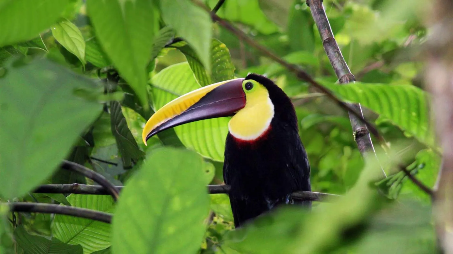 Animals in Santa Juana Lodge & Nature Reserve