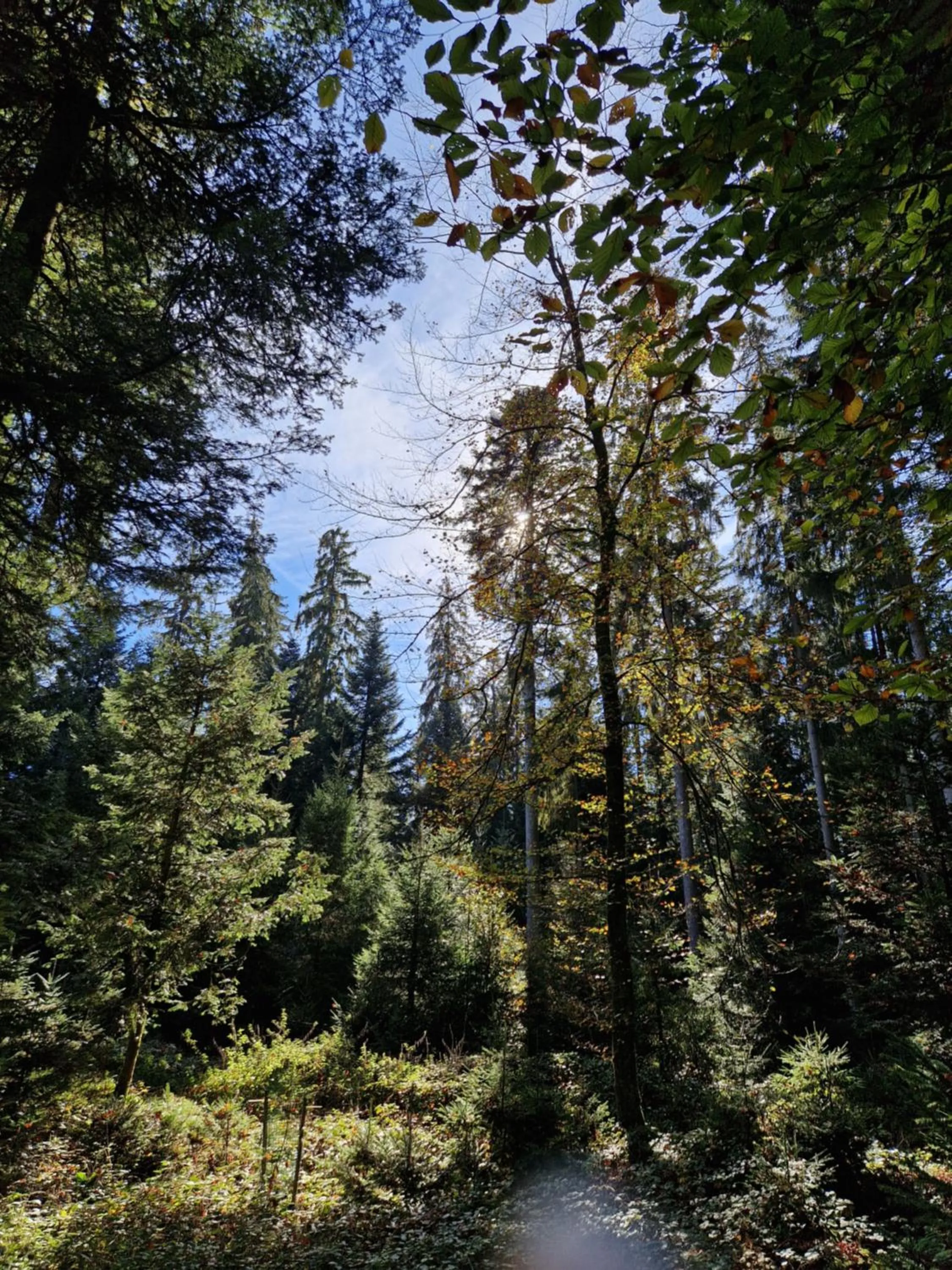 Natural landscape in Hotel Bären