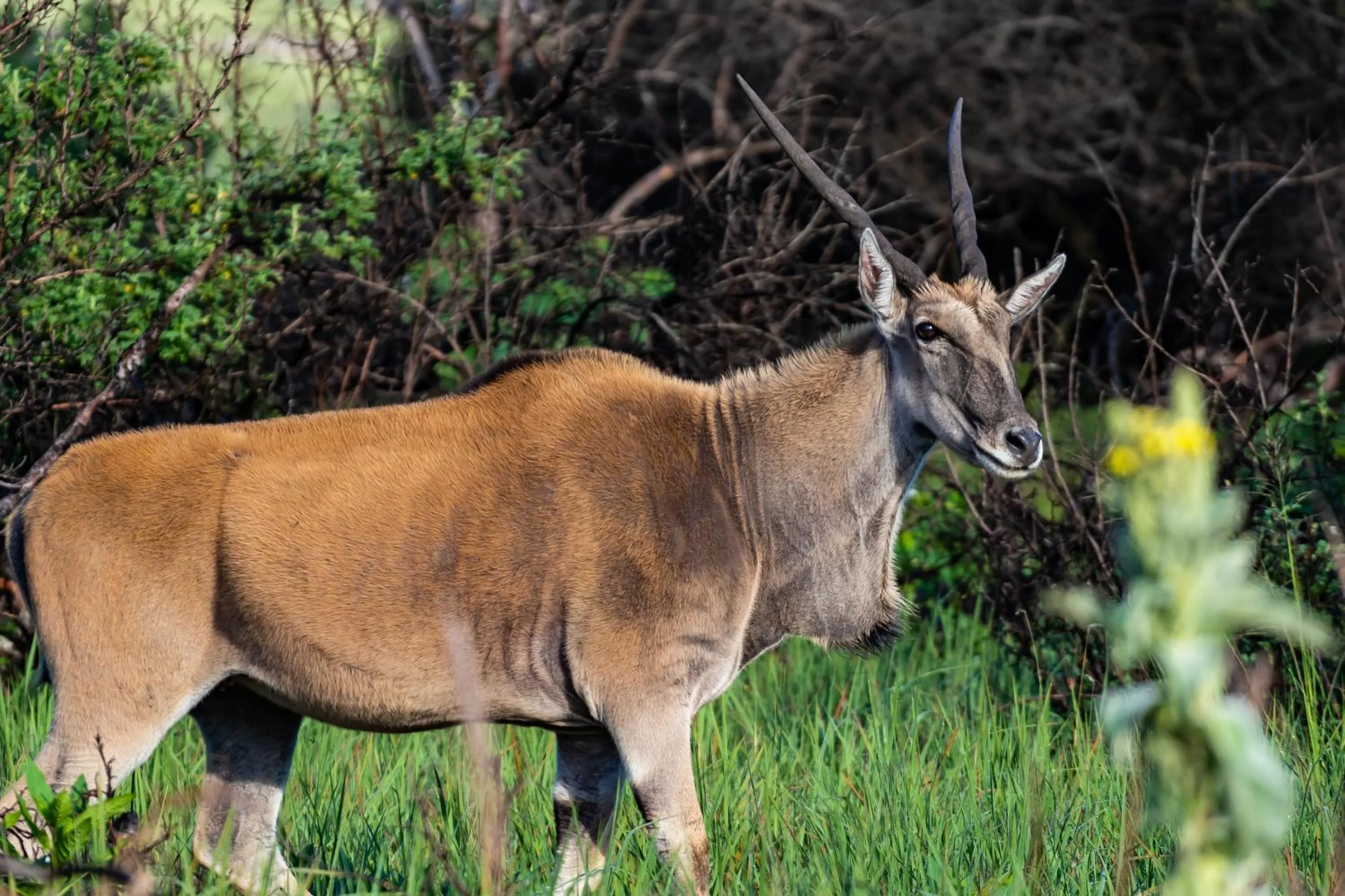 Animals in Gooderson Drakensberg Gardens Golf & Spa Resort