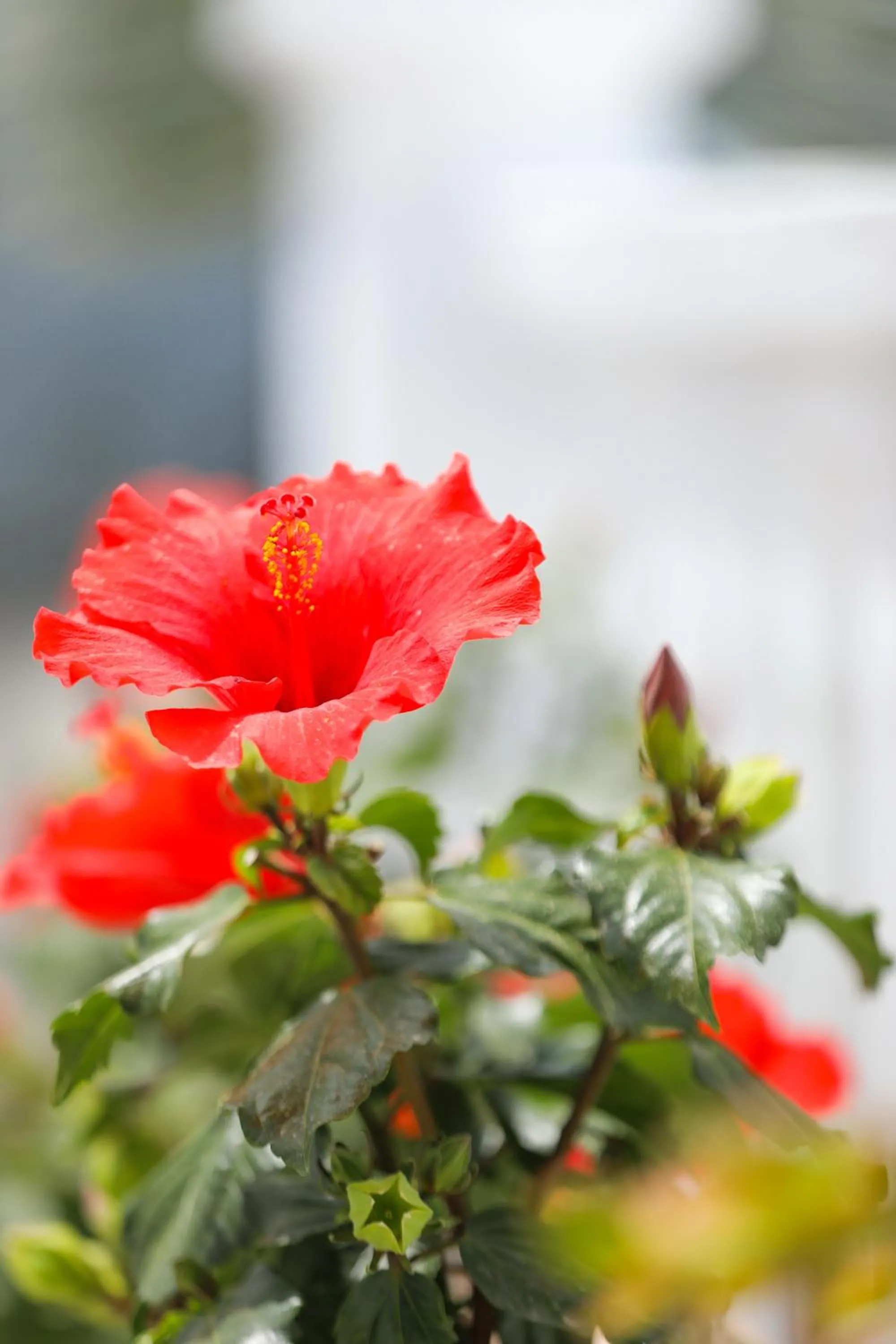 Garden in Ibiscus Boutique