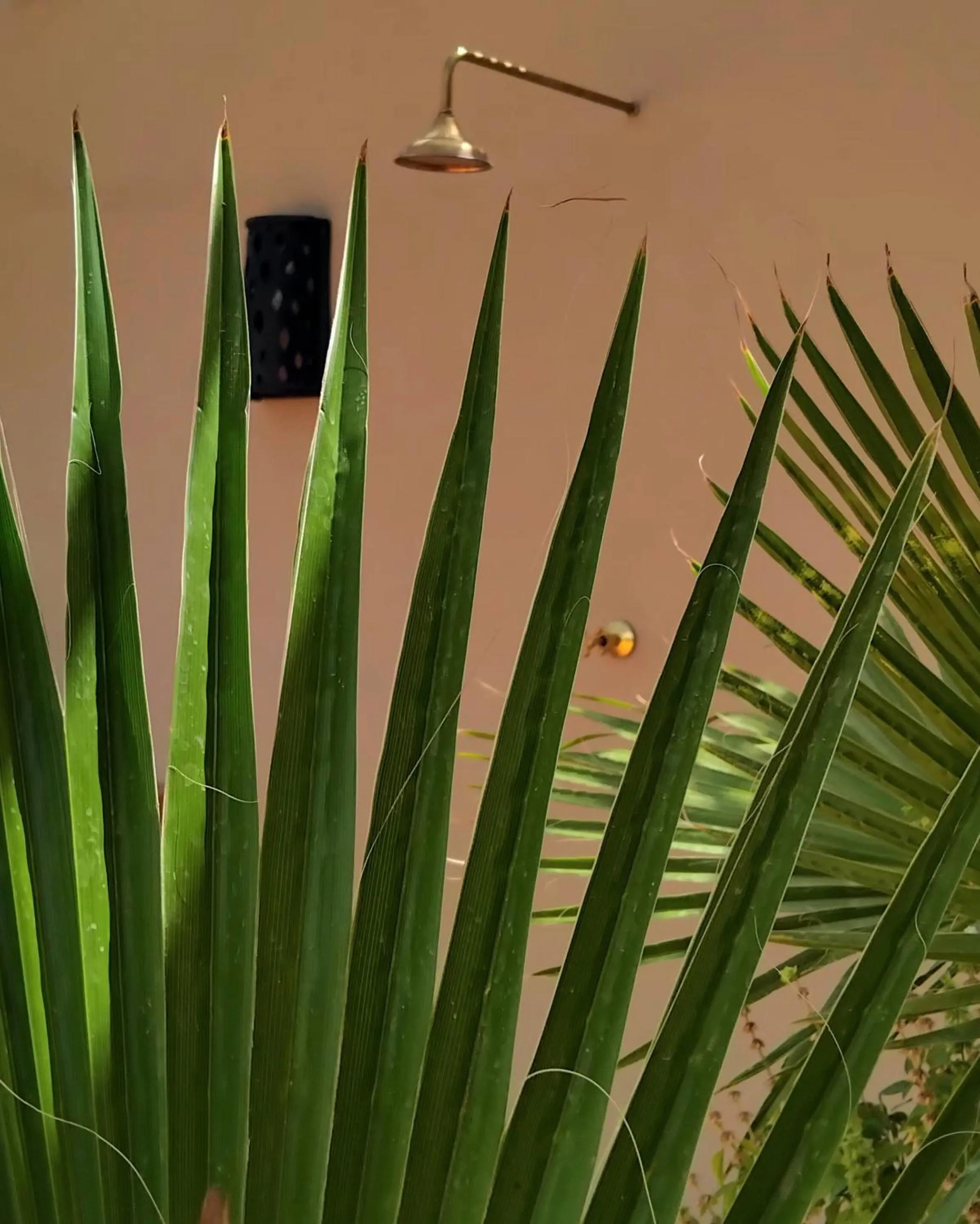 Patio in Riad Yakimour