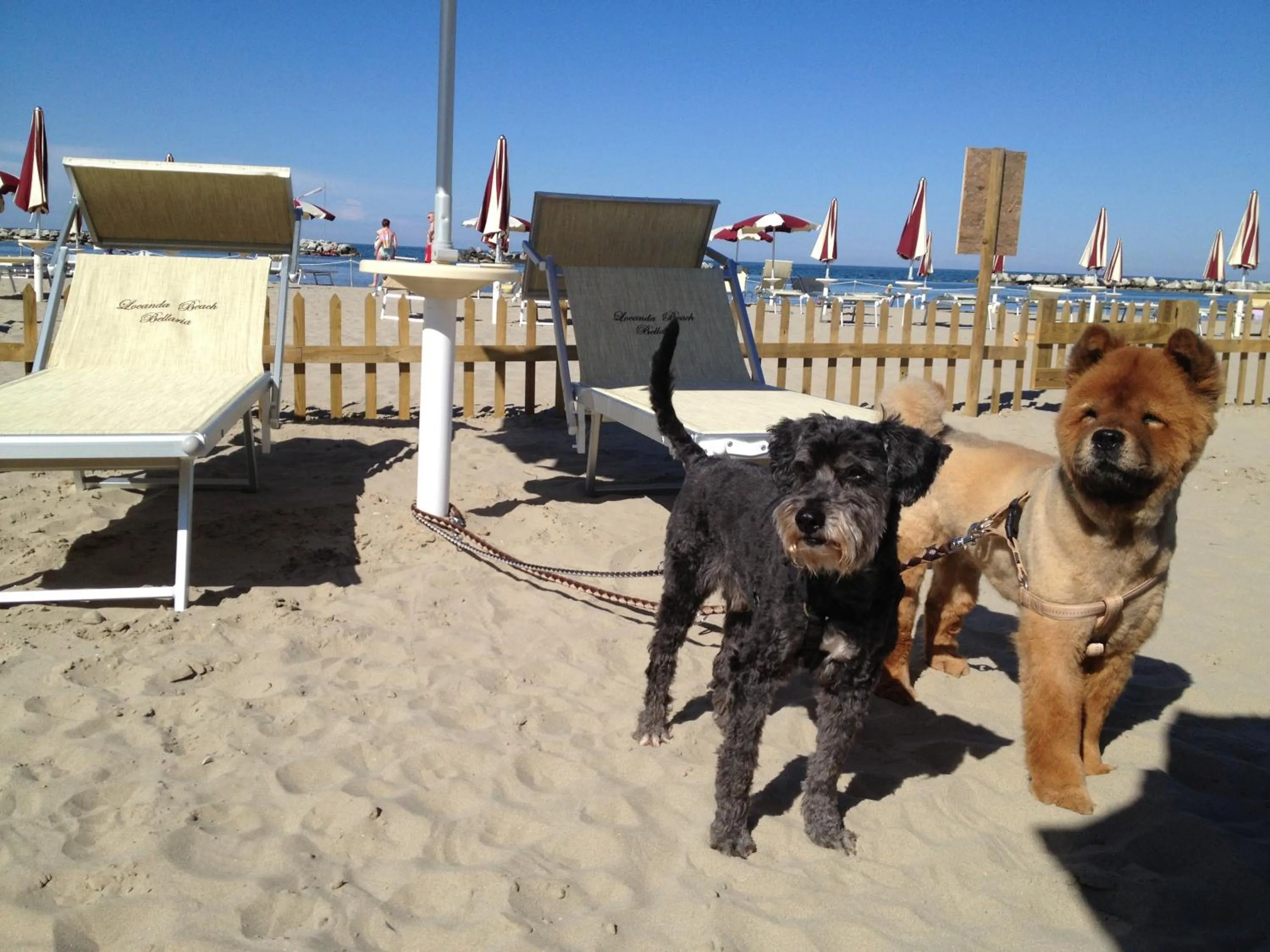 Pets in hotel Locanda delle Dune
