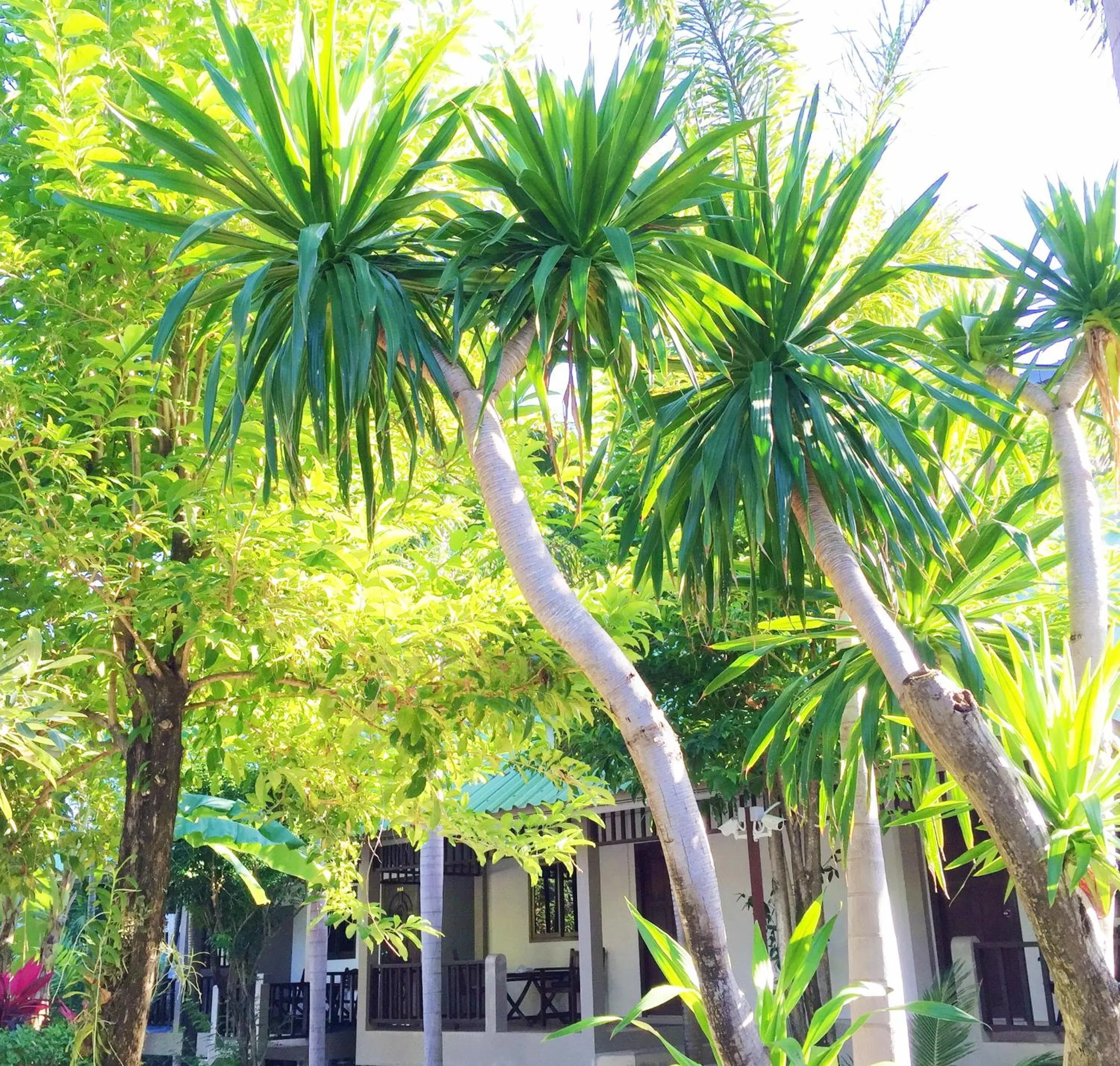 Garden in Lamai Inn 99 Bungalows