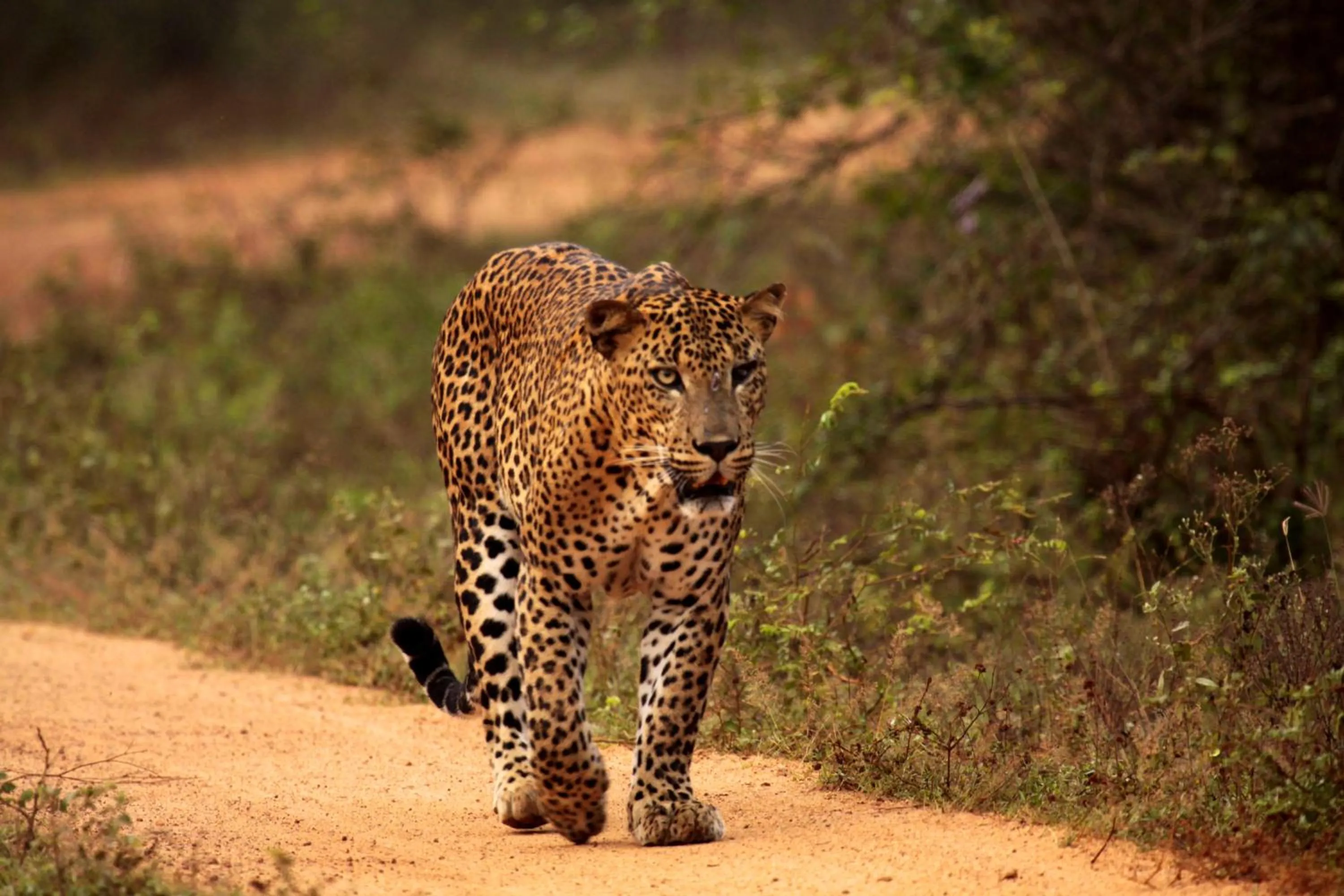 Animals in Hotel Elephant Reach