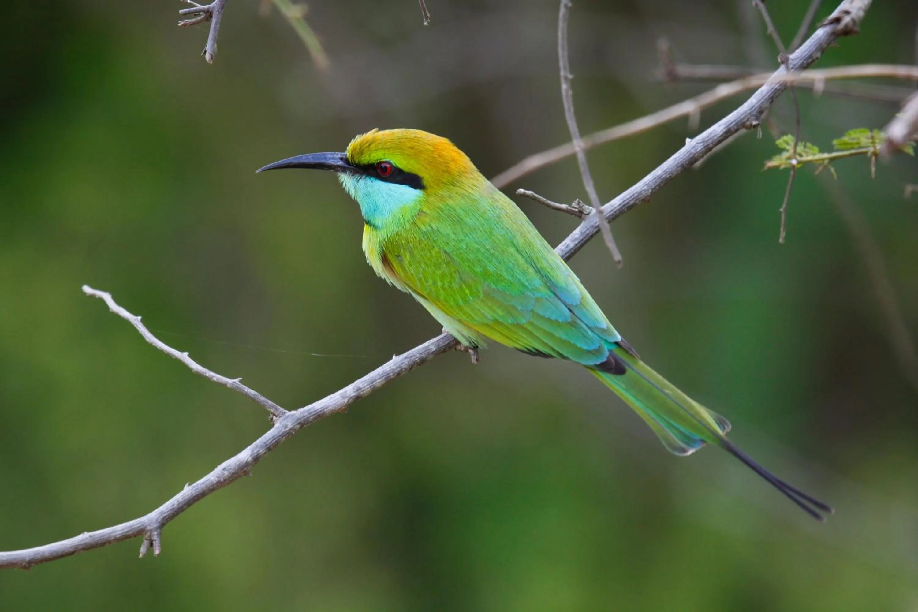 Animals in Hotel Elephant Reach