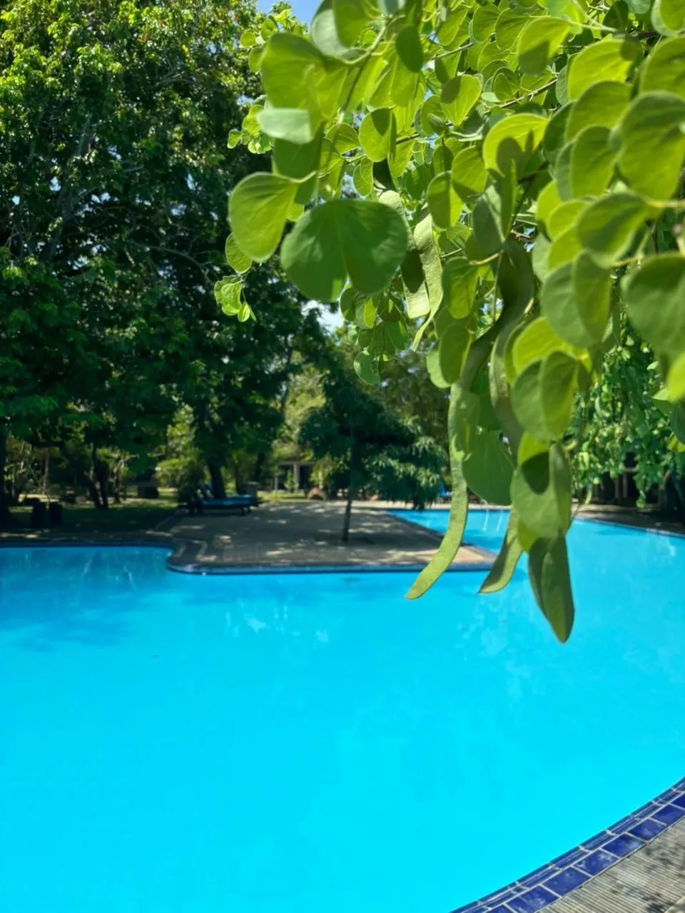 Swimming pool in Hotel Elephant Reach