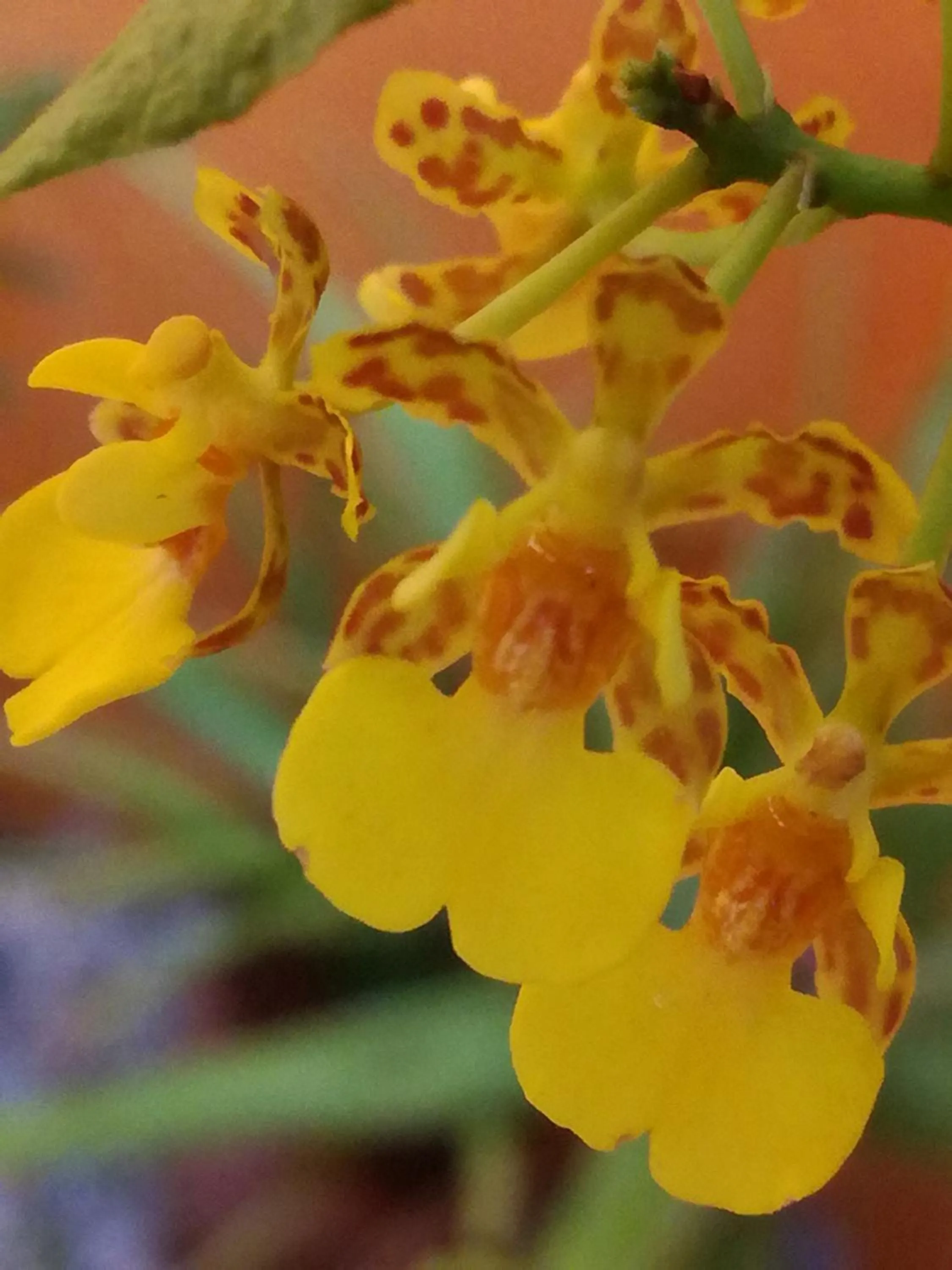 Patio in Casa Loritos