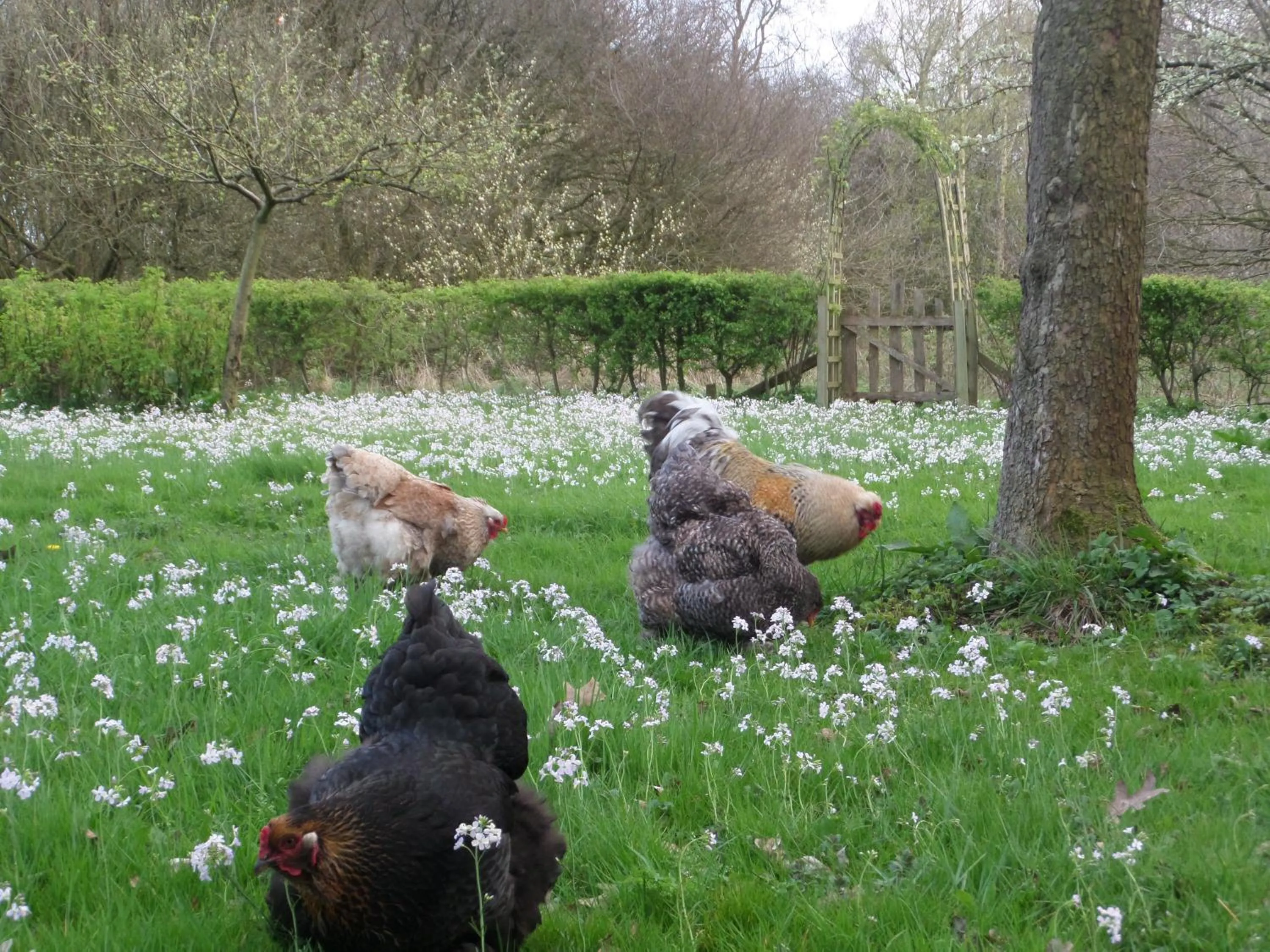 Garden view in mekelermeer