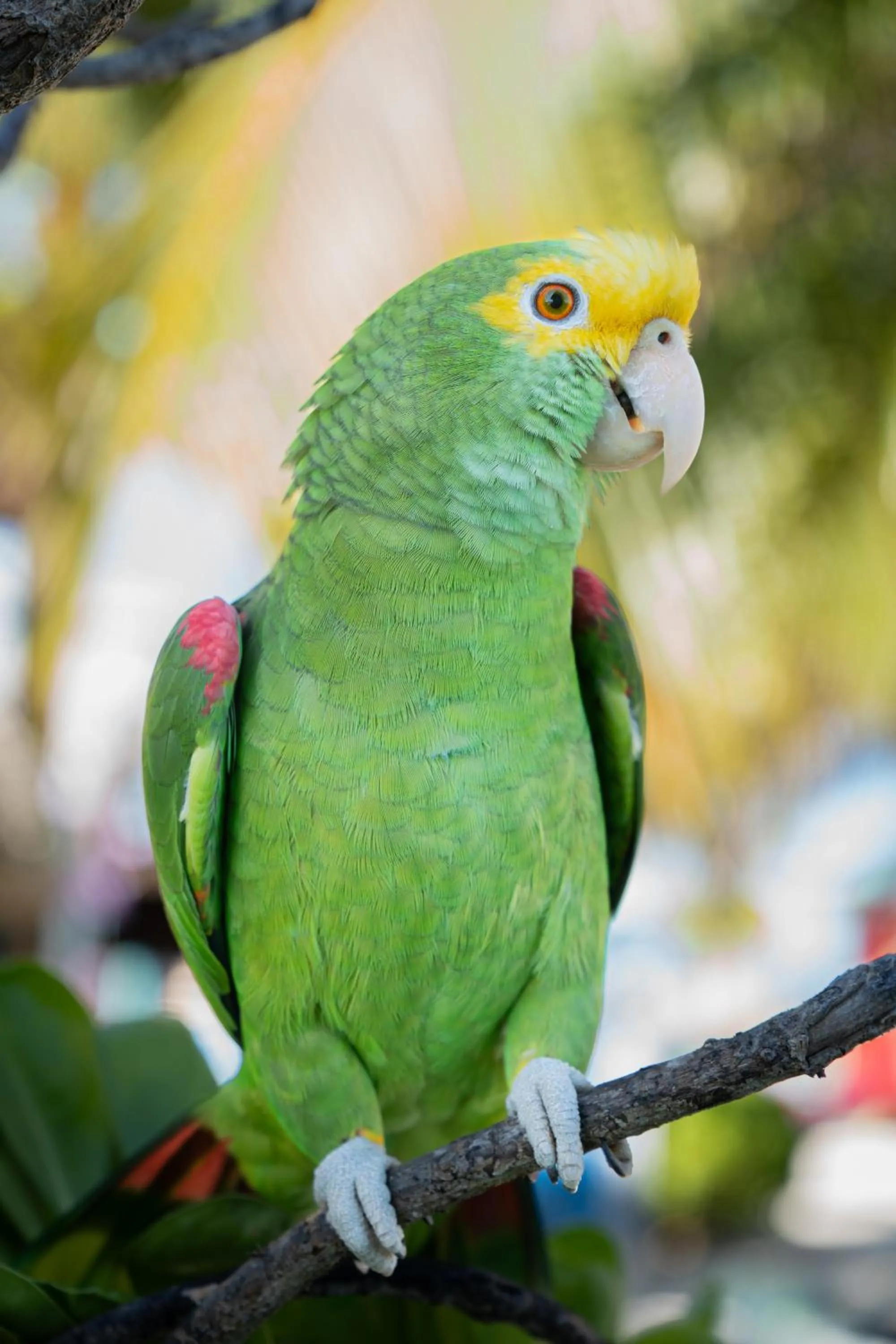 King Lewey's Island Resort