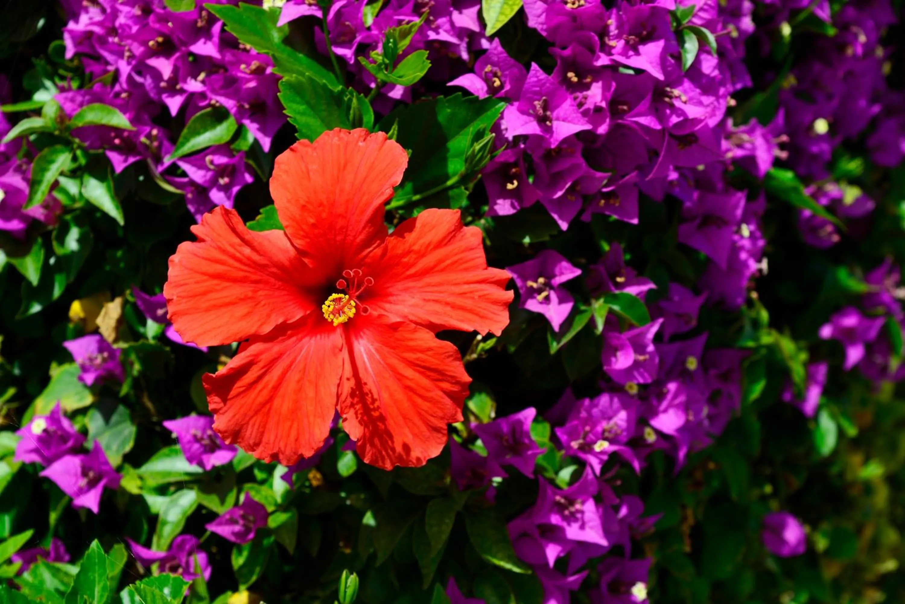 Garden in Napa Prince Hotel Apts