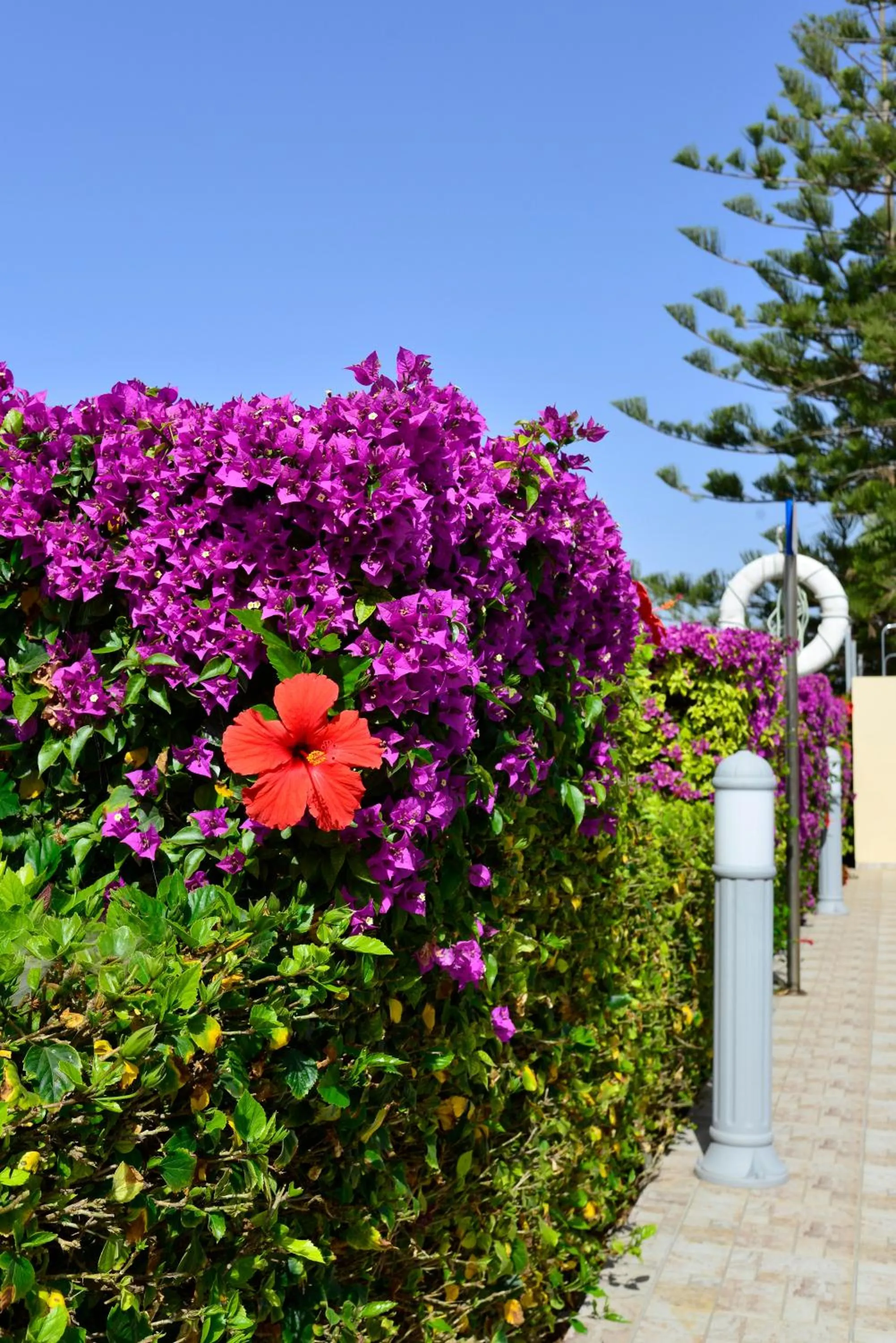 Garden in Napa Prince Hotel Apts