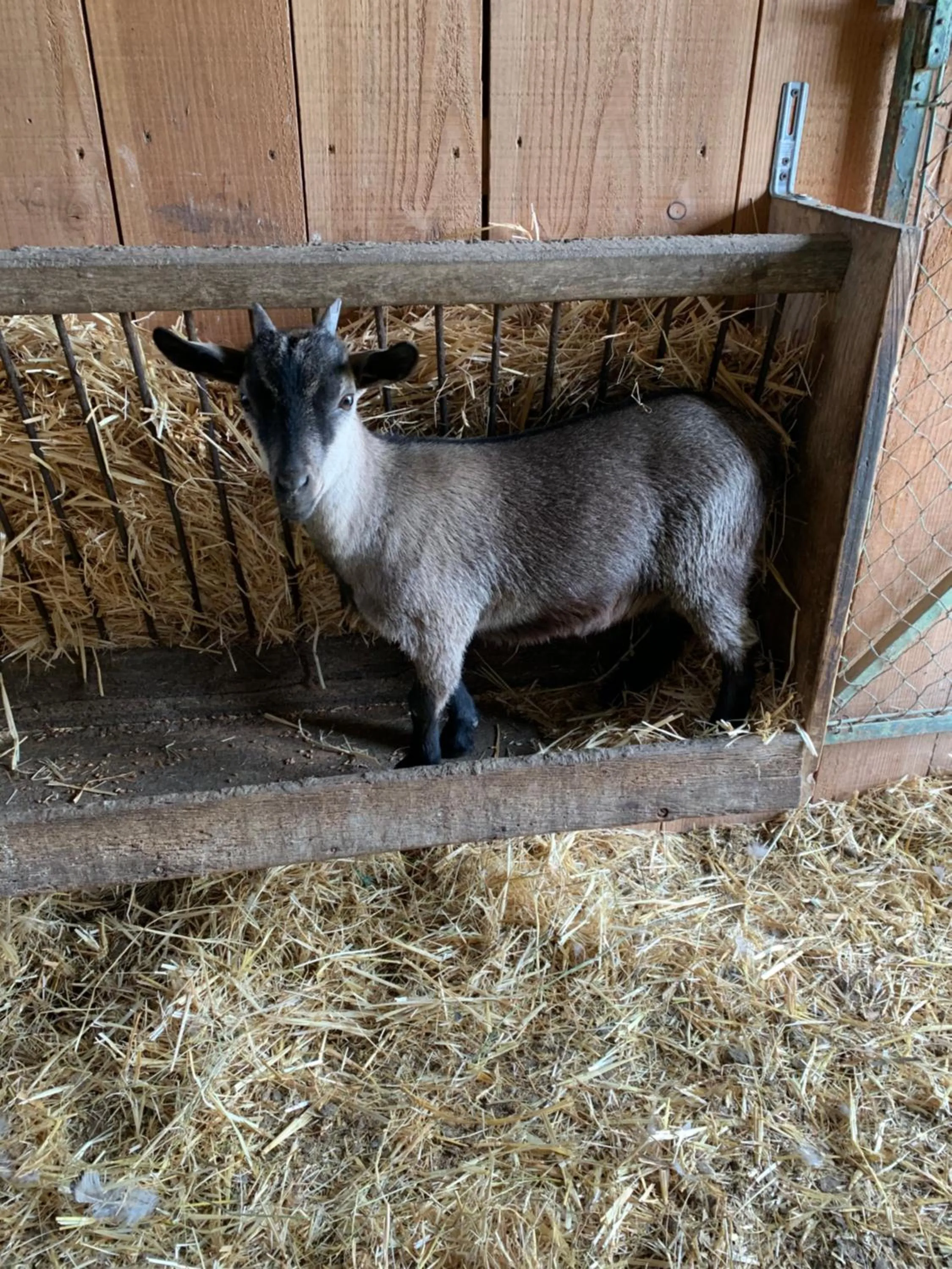 Pets in La Loubertine