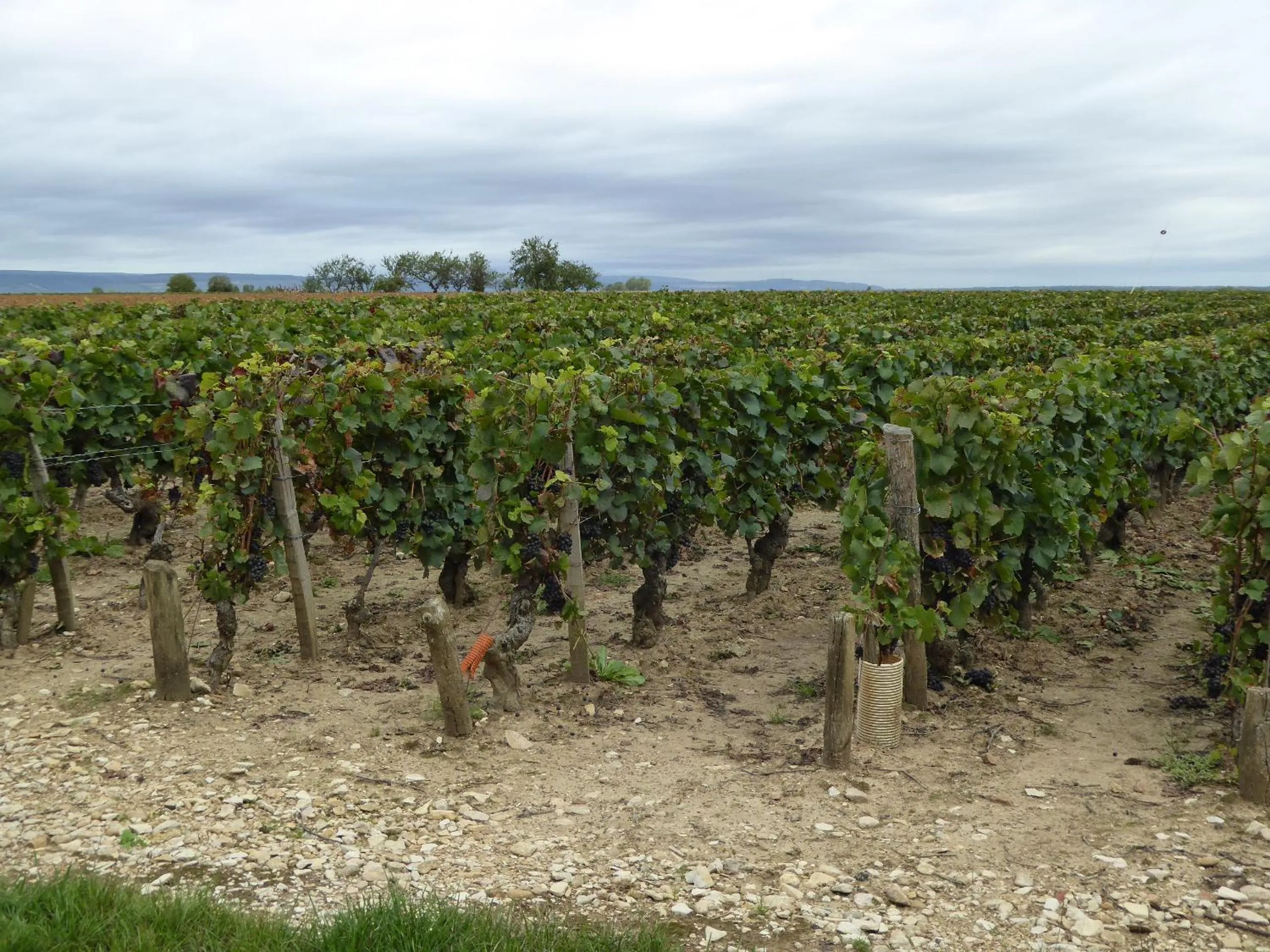 Natural landscape in La Loubertine