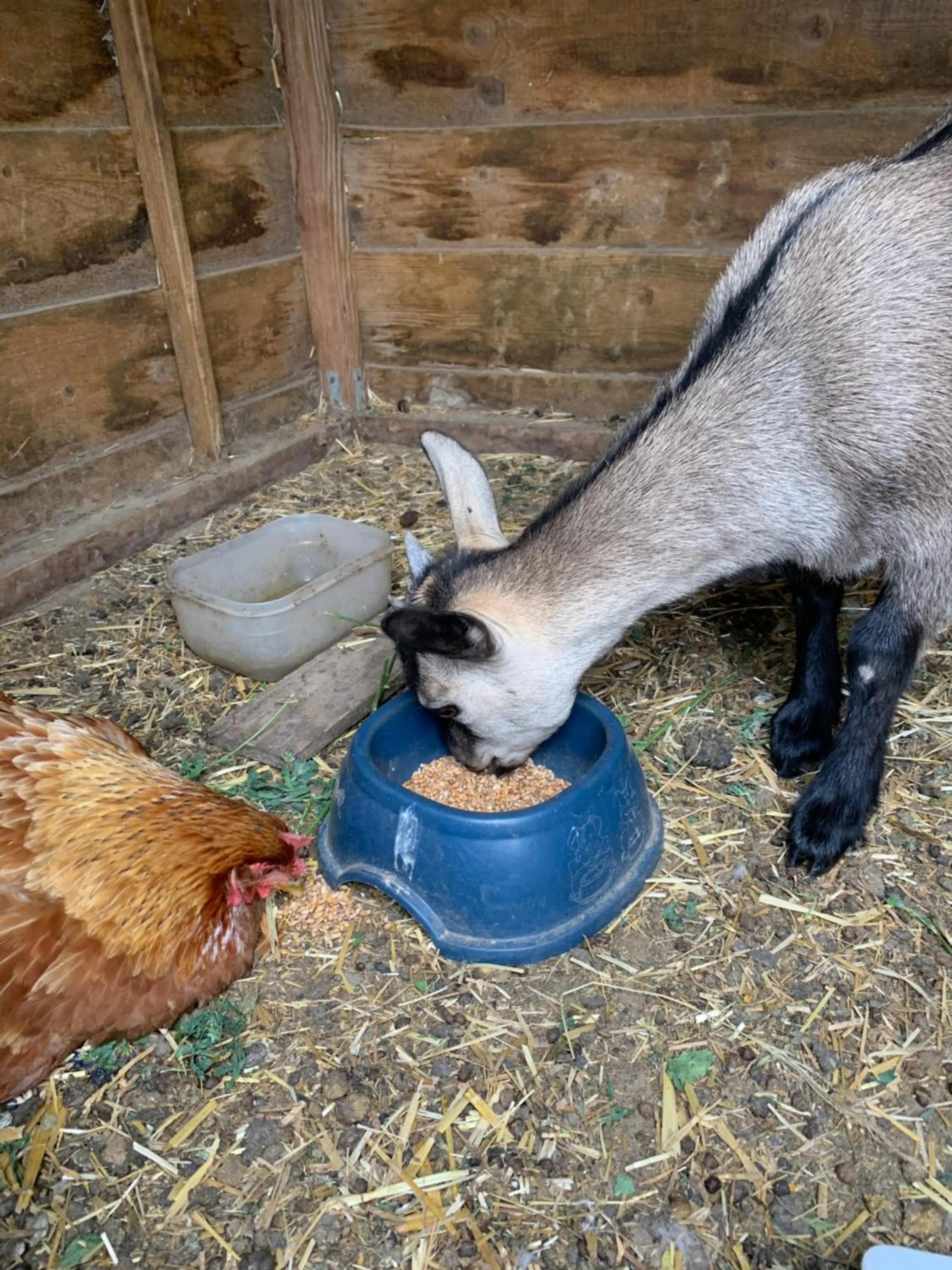 Pets in La Loubertine