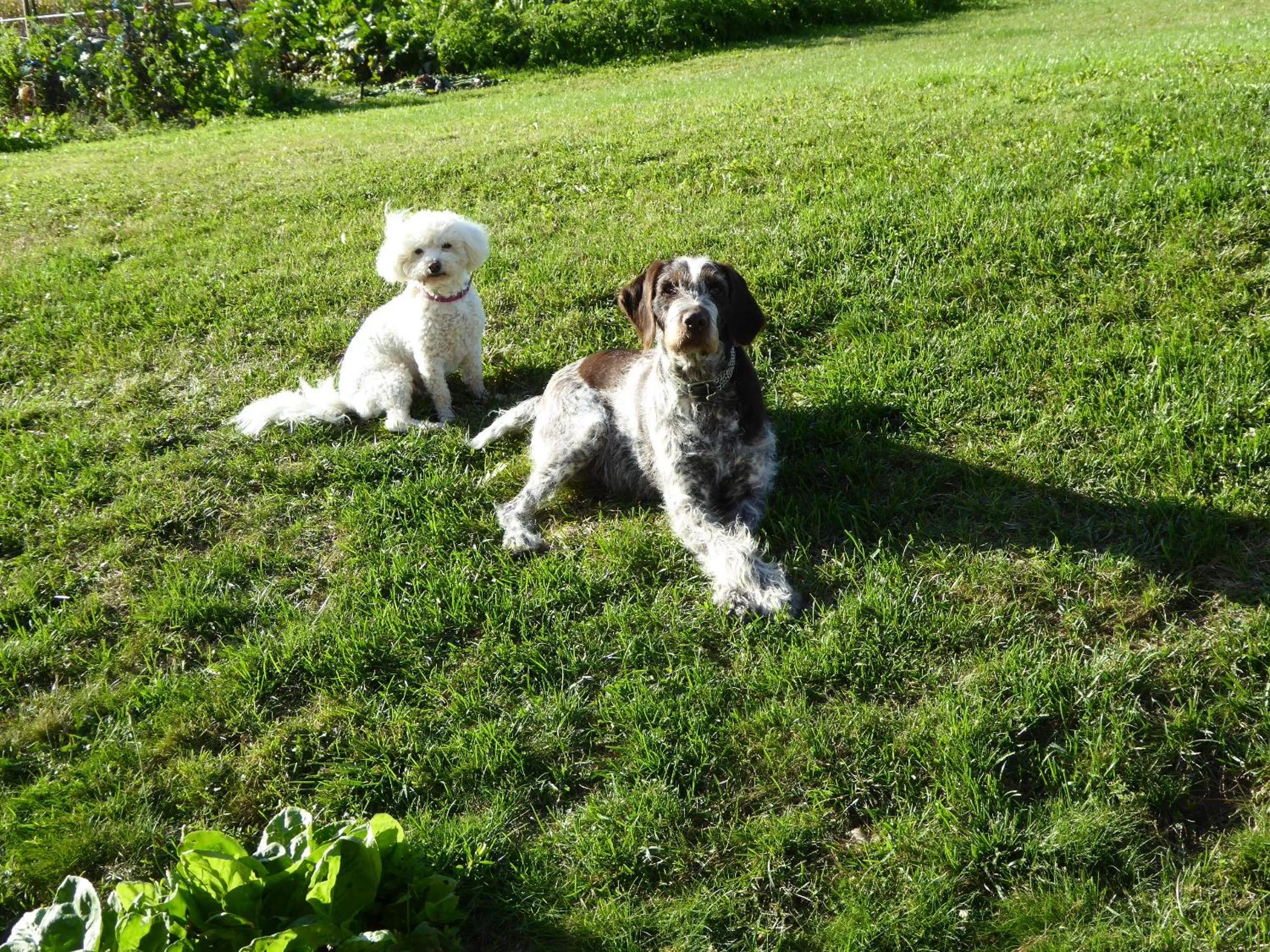 Animals in La Loubertine