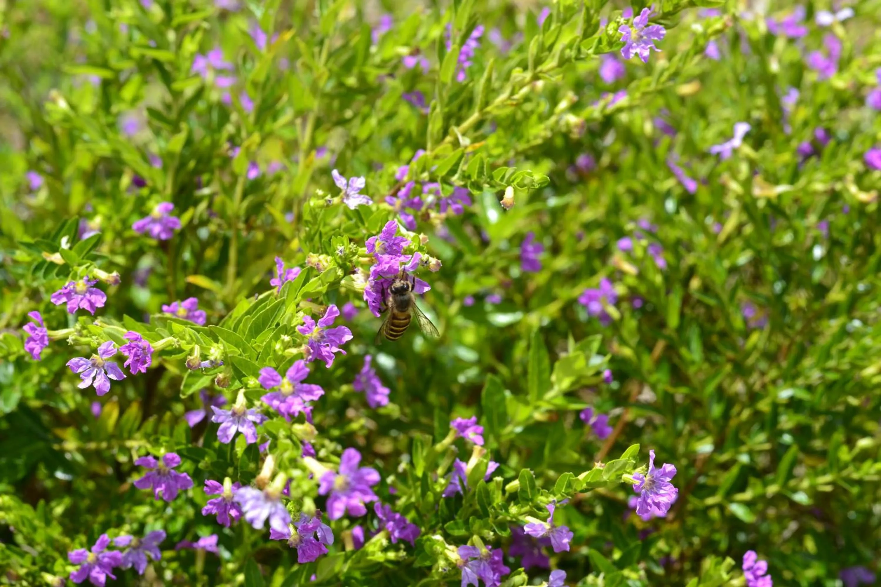 Garden in Mesilau Mountain Retreats