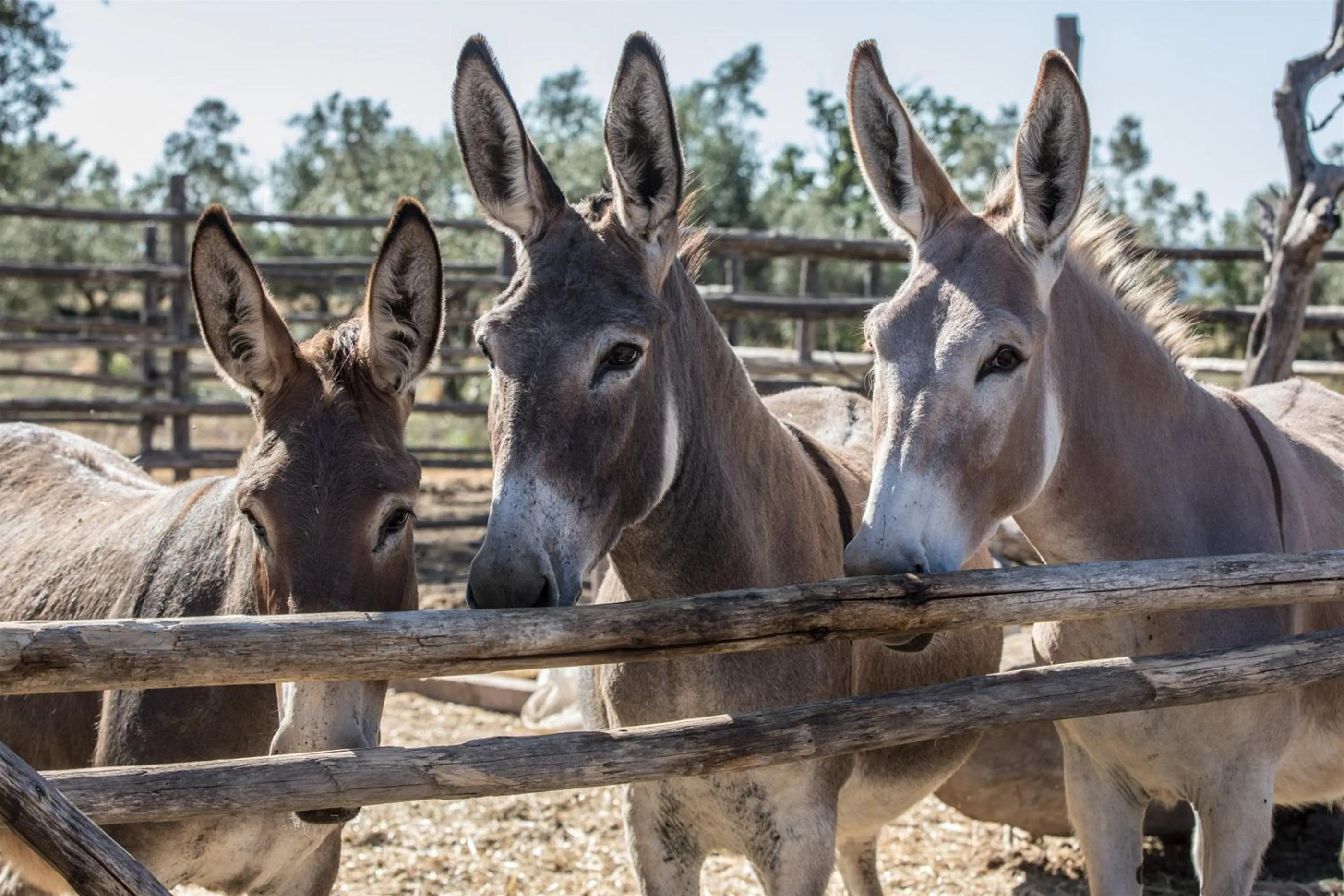 Animals in Traldi Resort