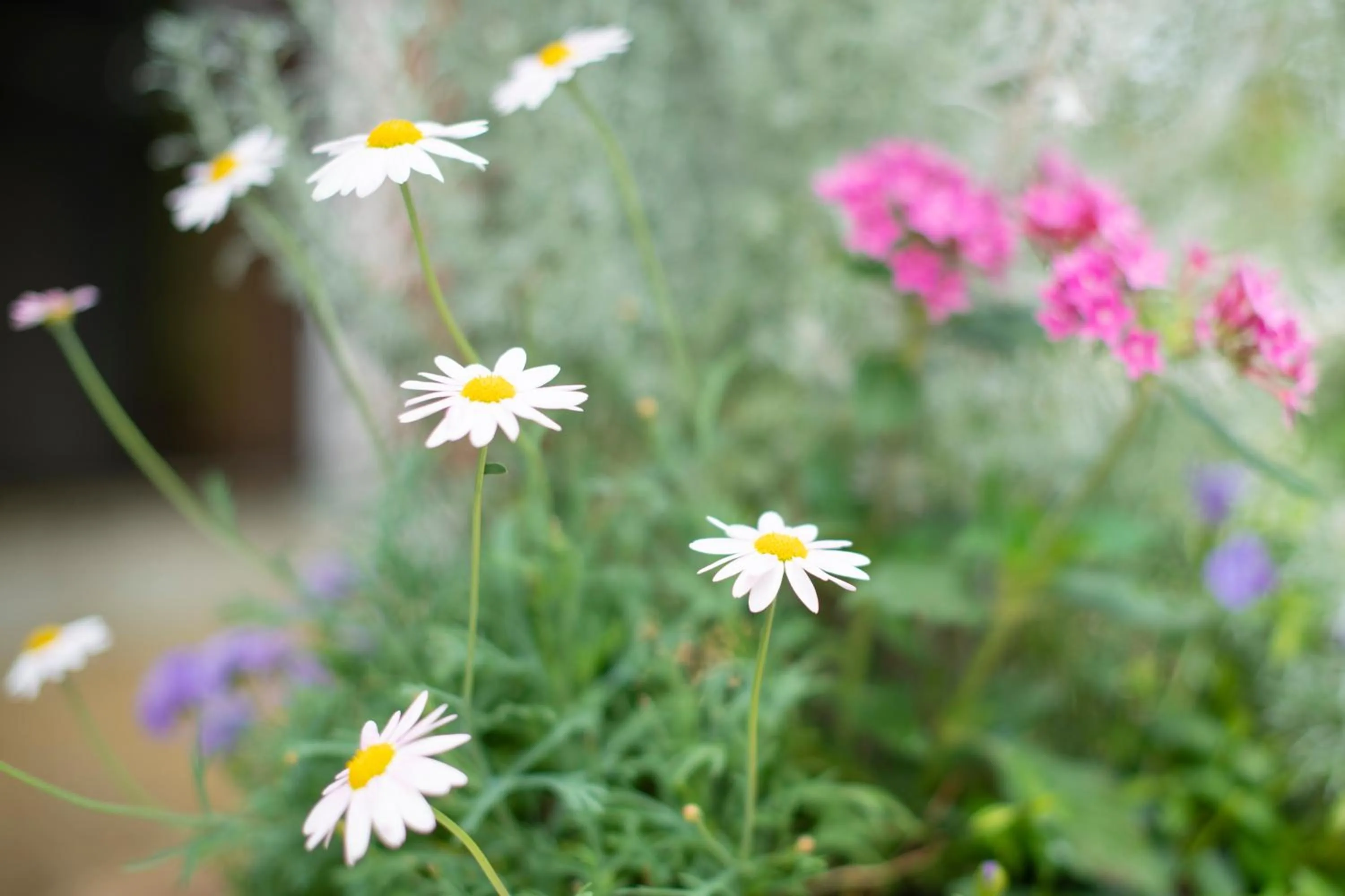 Garden in Yamanaka Lake Ryozan