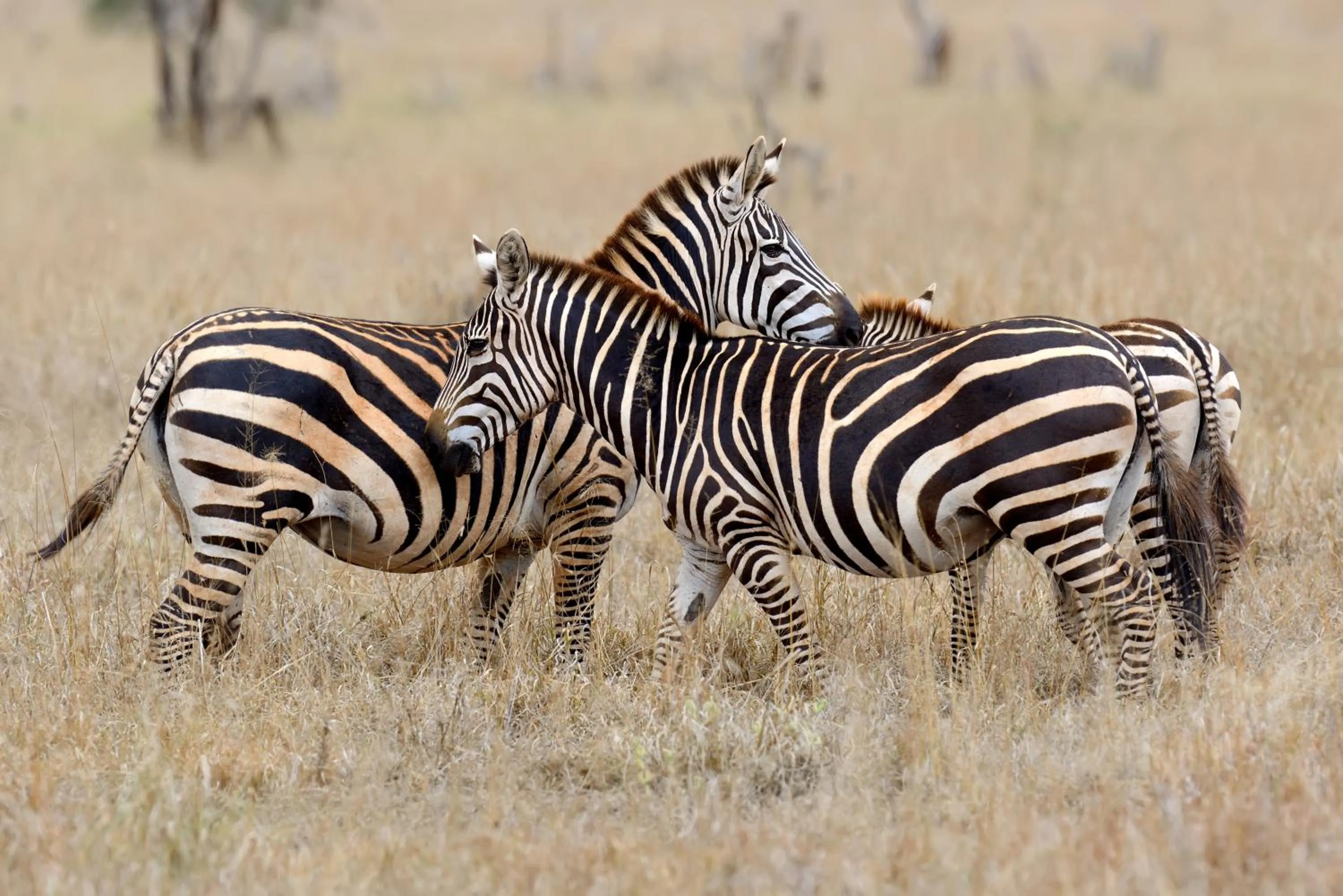 Day in Zuurberg Mountain Village