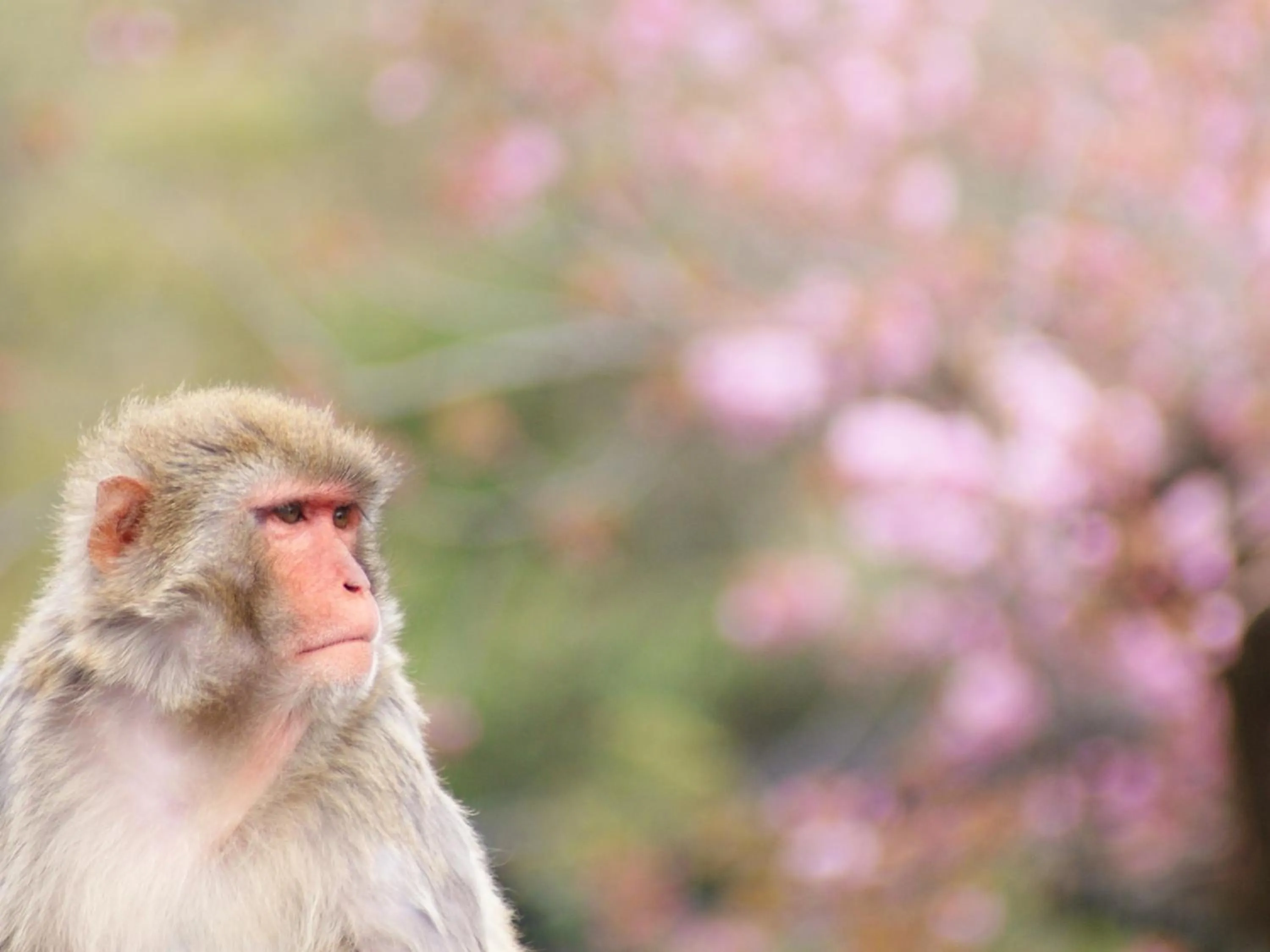 Nearby landmark in KOKO HOTEL Kyoto Shijo Karasuma - formerly Hotel Wing International Kyoto - Shijo Karasuma