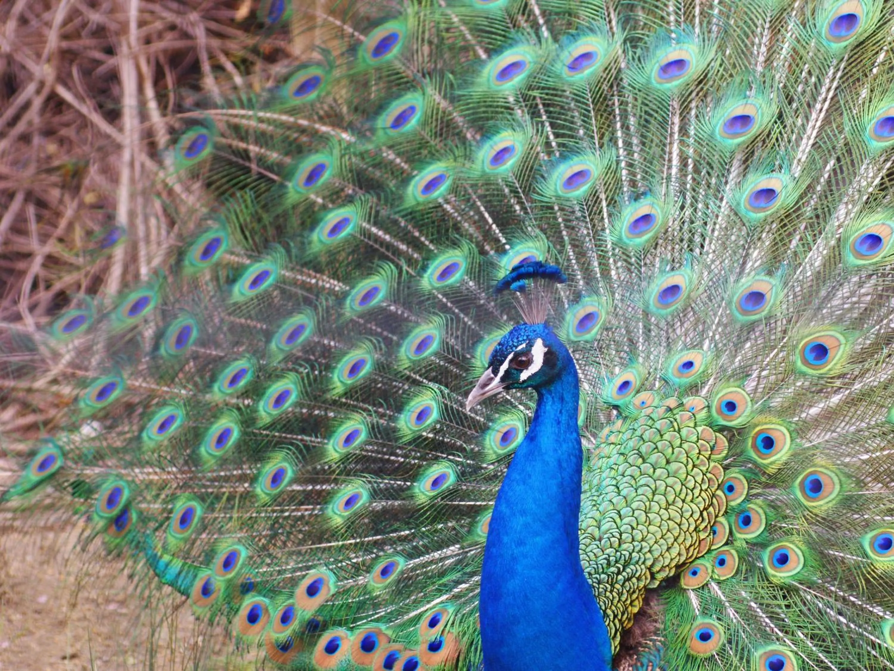 Nearby landmark in KOKO HOTEL Kyoto Shijo Karasuma - formerly Hotel Wing International Kyoto - Shijo Karasuma