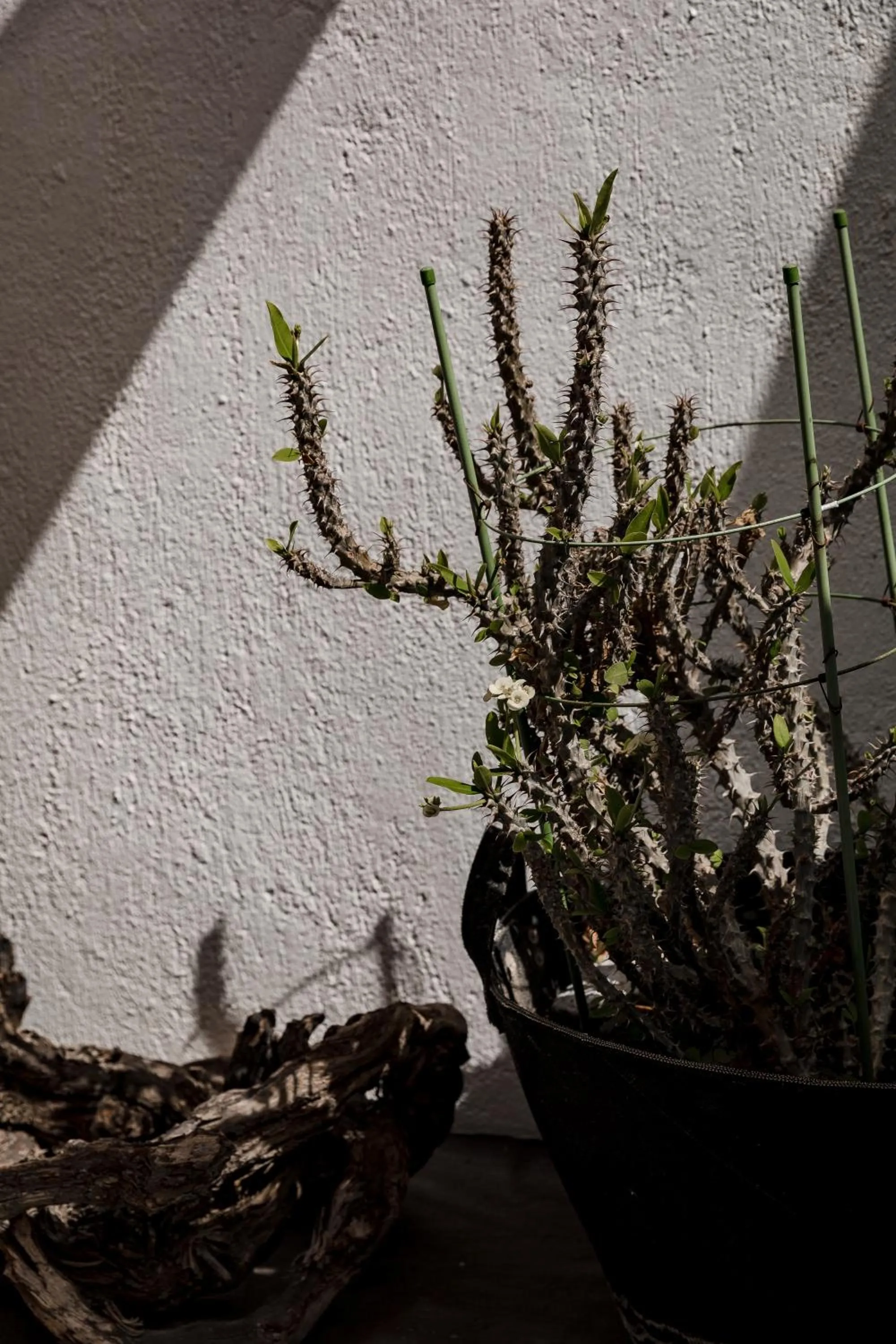 Day in Nikolas Hotel