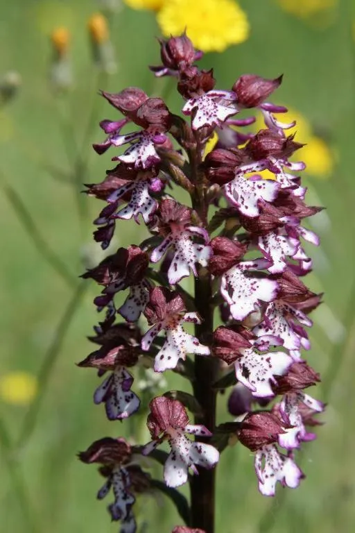 Natural landscape in Château De Siran - Hôtel & Spa