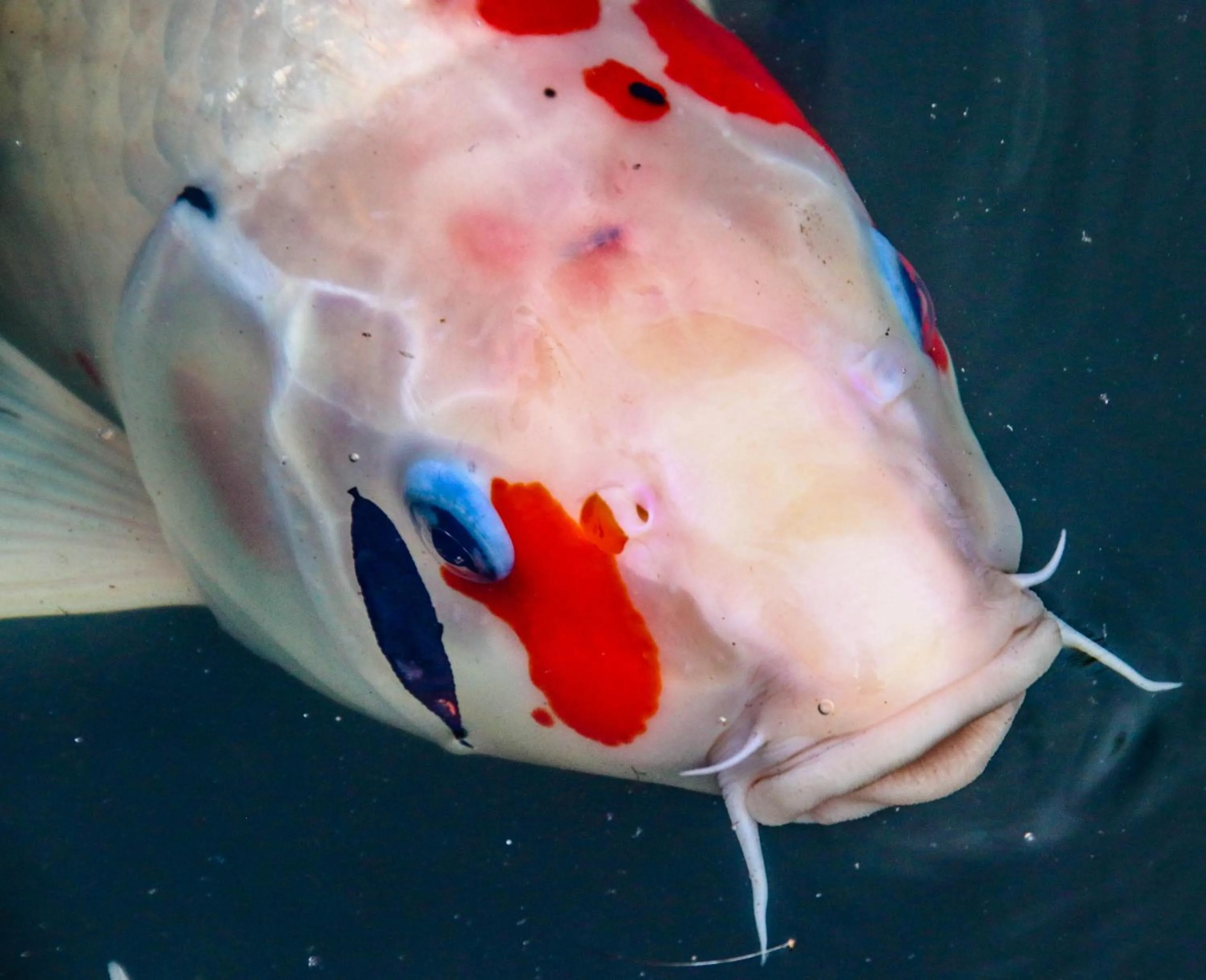 Garden in Château De Siran - Hôtel & Spa
